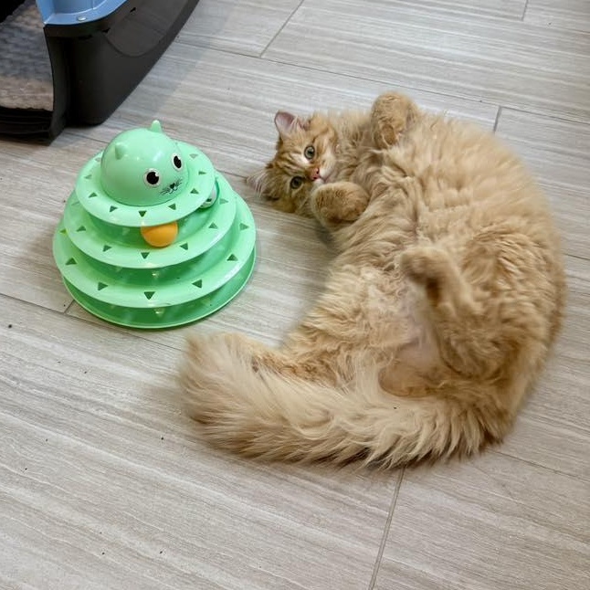 Enlarge Chase, an adopted Domestic Long Hair in Queen Creek, AZ image 2/6