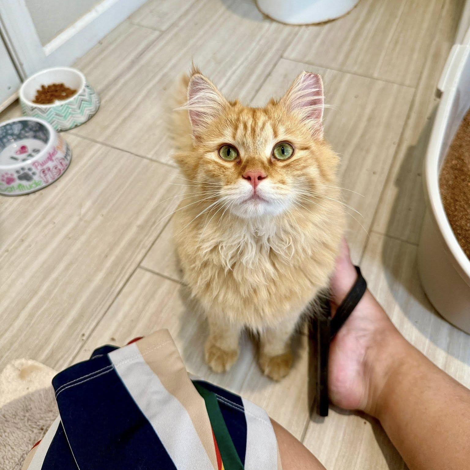 Enlarge Chase, an adopted Domestic Long Hair in Queen Creek, AZ image 4/6