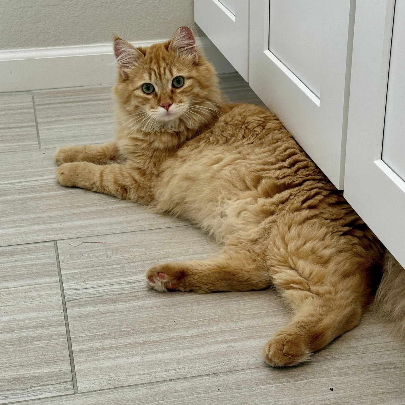 Chase, adopted, Kitten Male Domestic Long Hair.