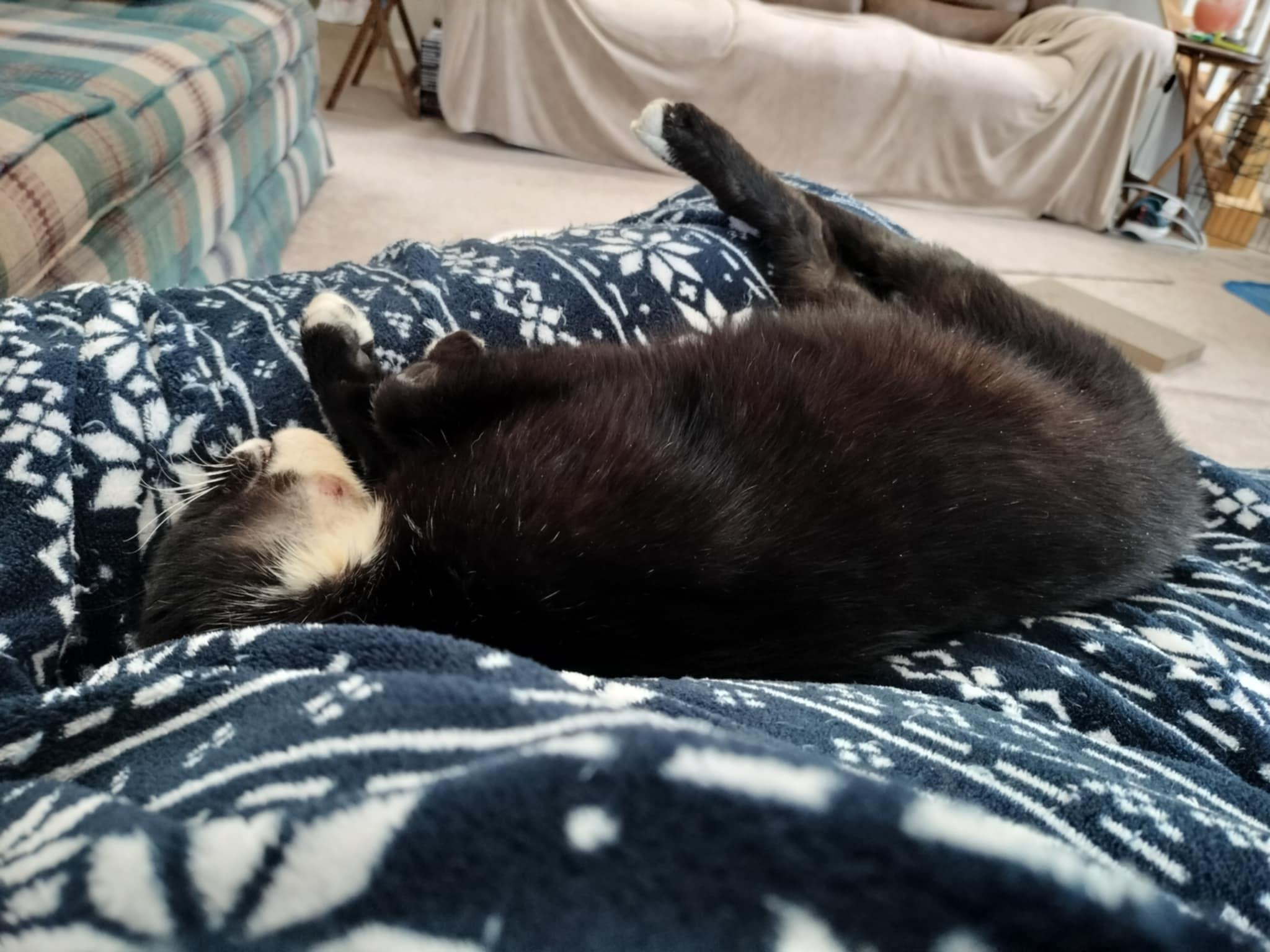 Enlarge Fuzz Butt, a Adoptable Domestic Short Hair in Oxford, PA image 1/1