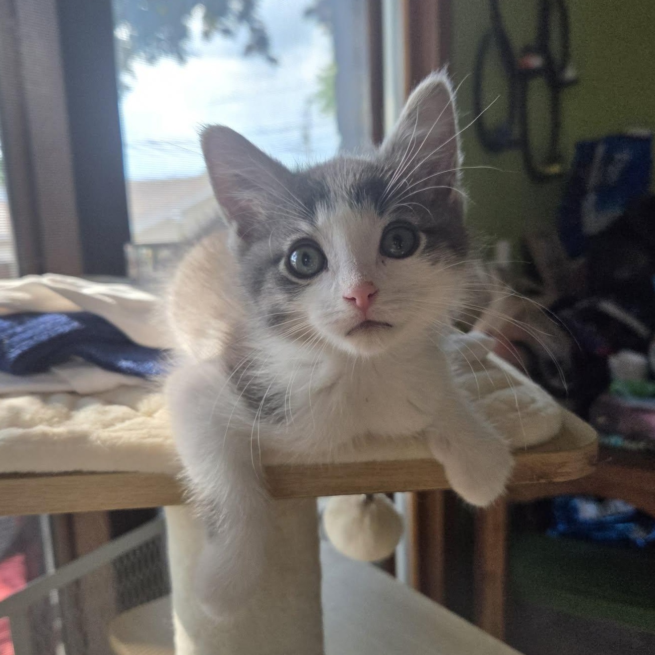 Stonewall, adopted, Kitten Male Domestic Short Hair.