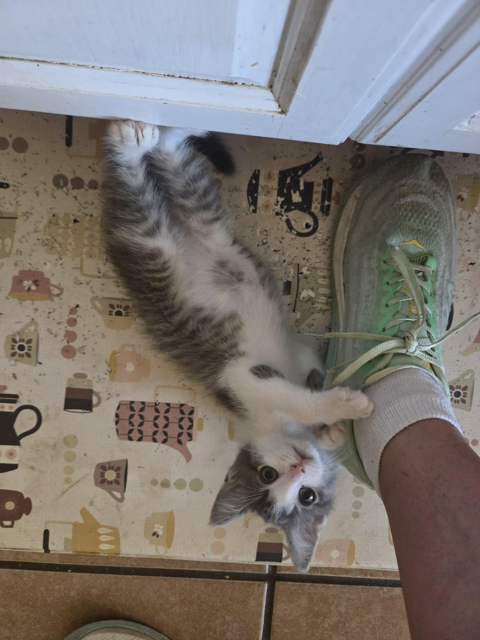 Stonewall, an adopted Domestic Short Hair in Milwaukee, WI image 3/3