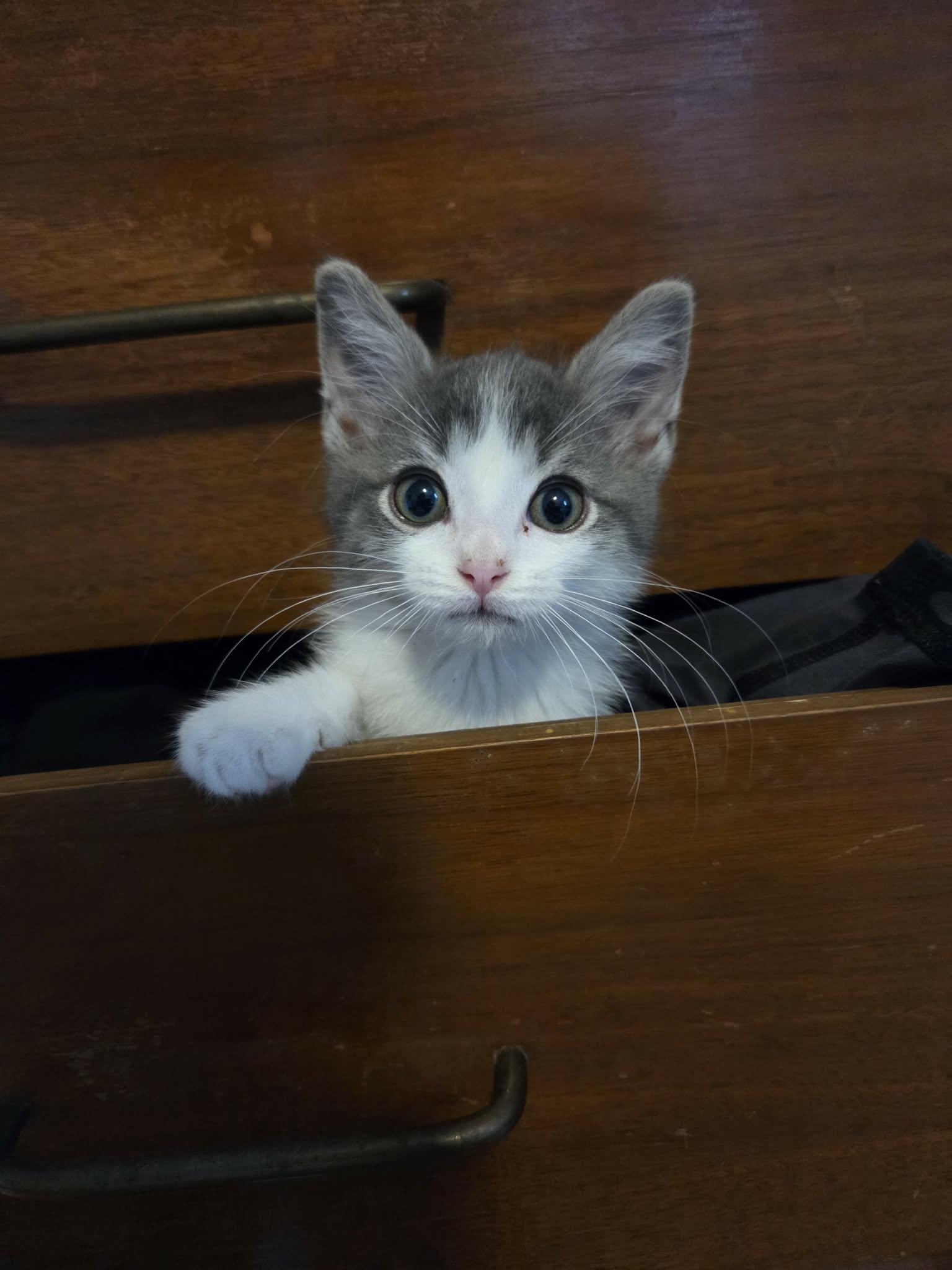 Stonewall, an adopted Domestic Short Hair in Milwaukee, WI image 2/3
