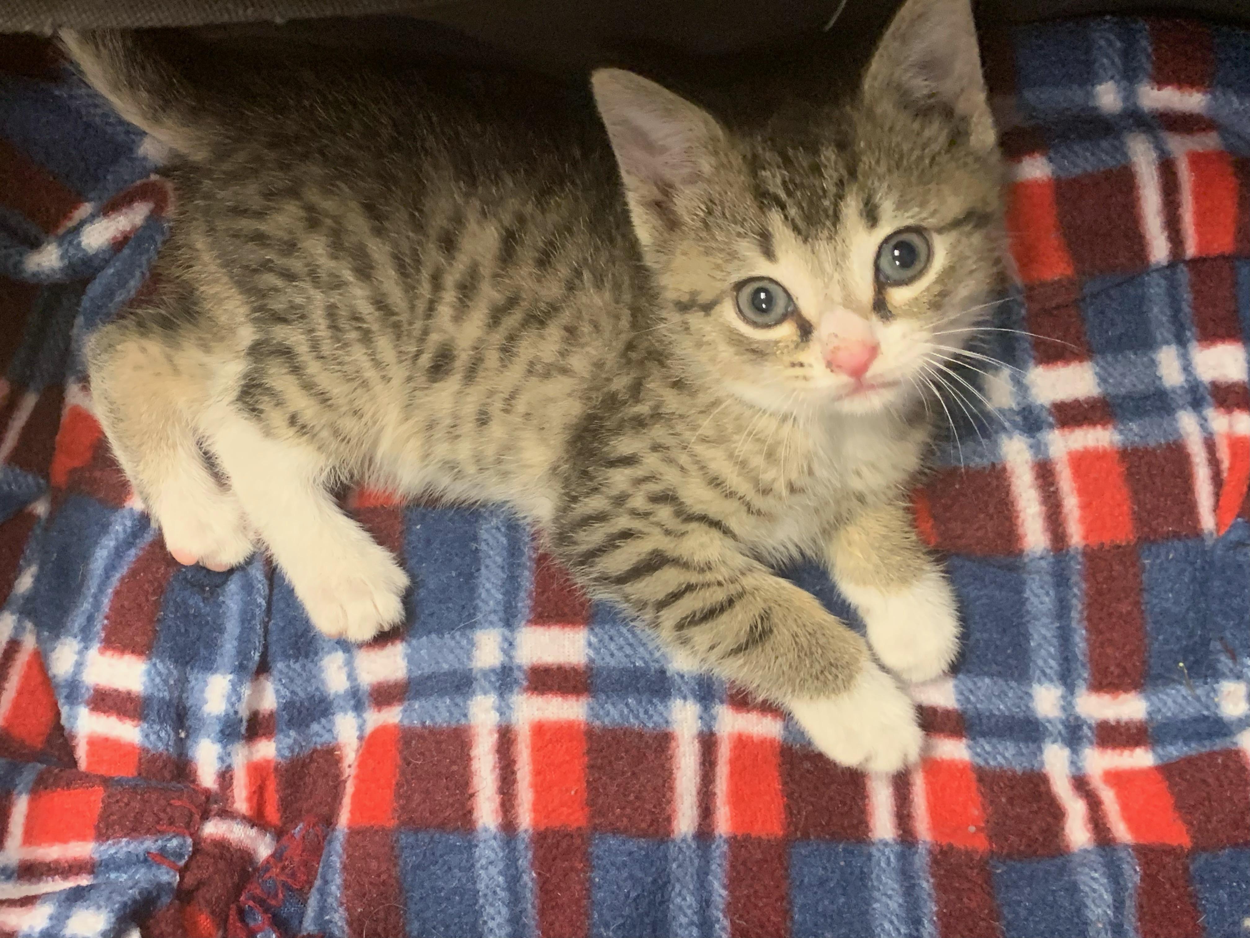 Enlarge Sparky, a Adoptable Domestic Short Hair in Greensboro, NC image 1/1