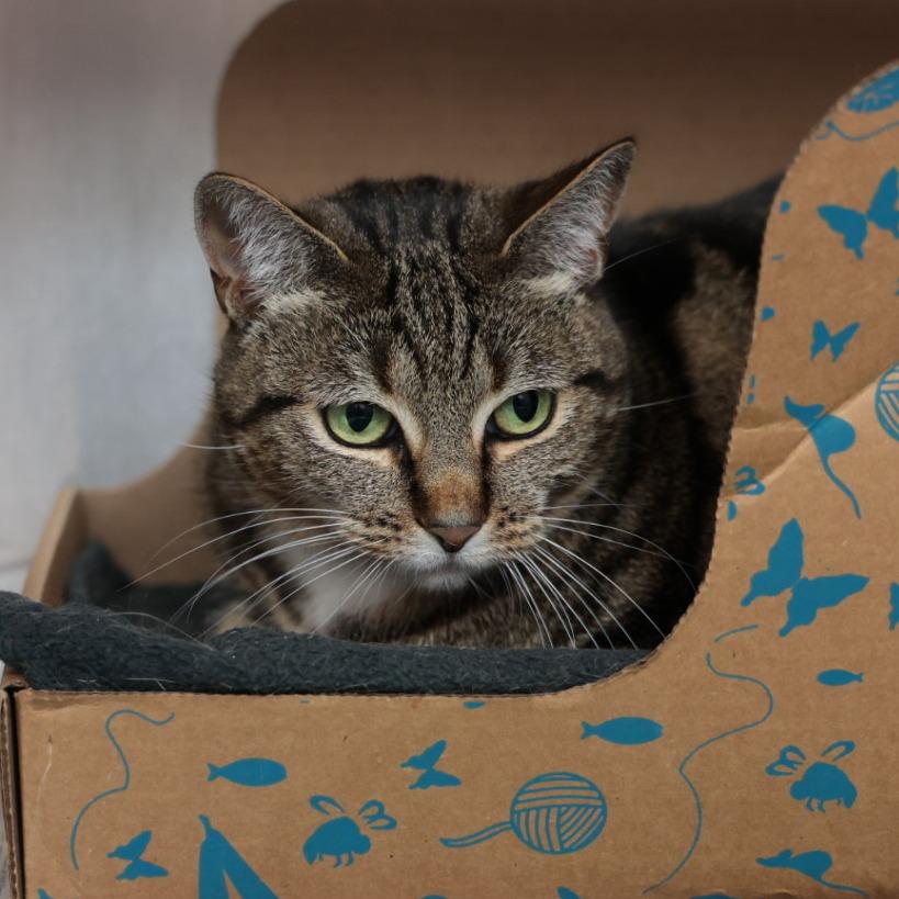 Aji, Adoptable, Senior Female Domestic Short Hair.