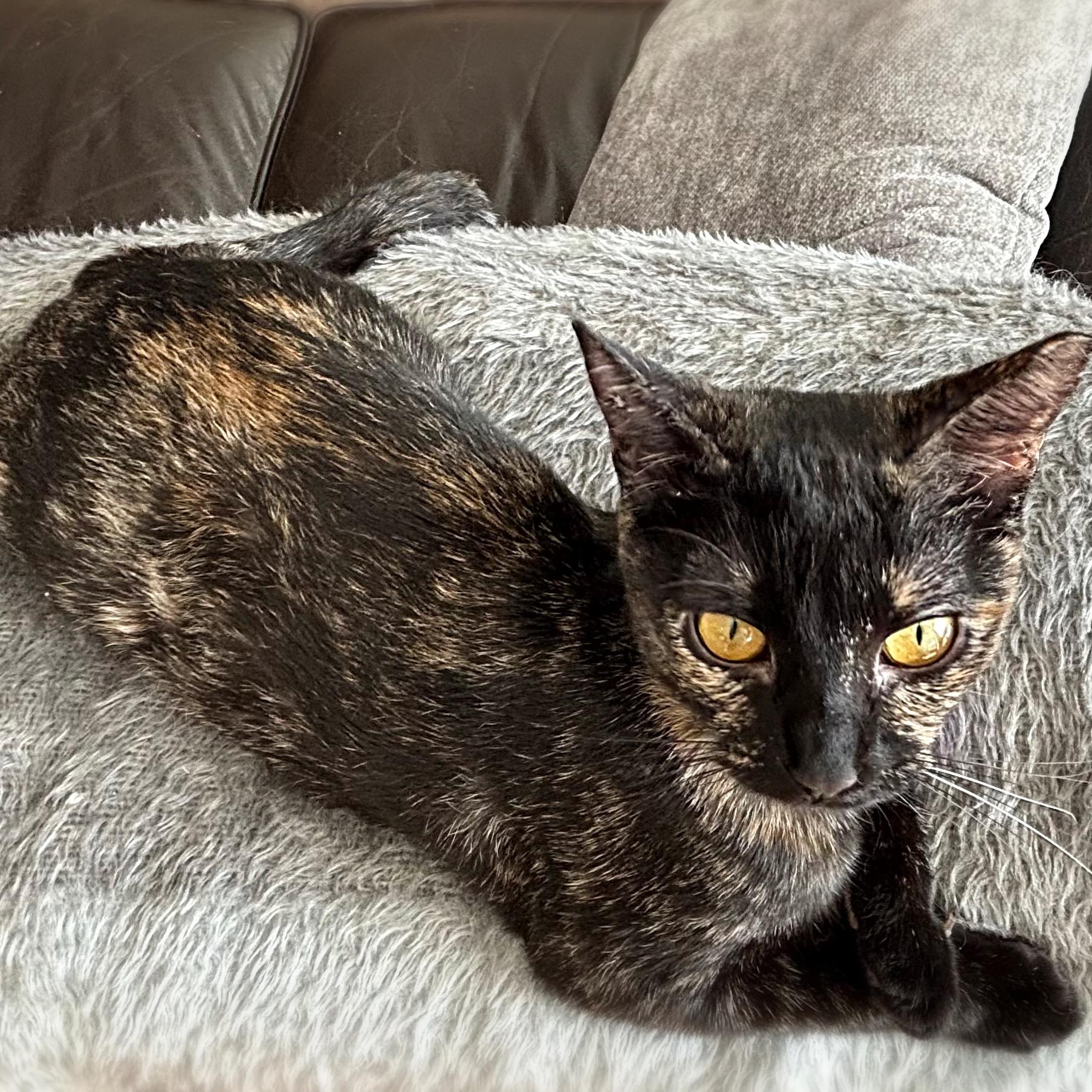Freckles, a Adoptable Tortoiseshell in Allen, TX image 5/6