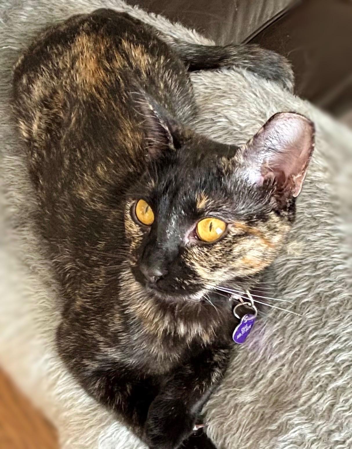 Freckles, a Adoptable Tortoiseshell in Allen, TX image 4/6
