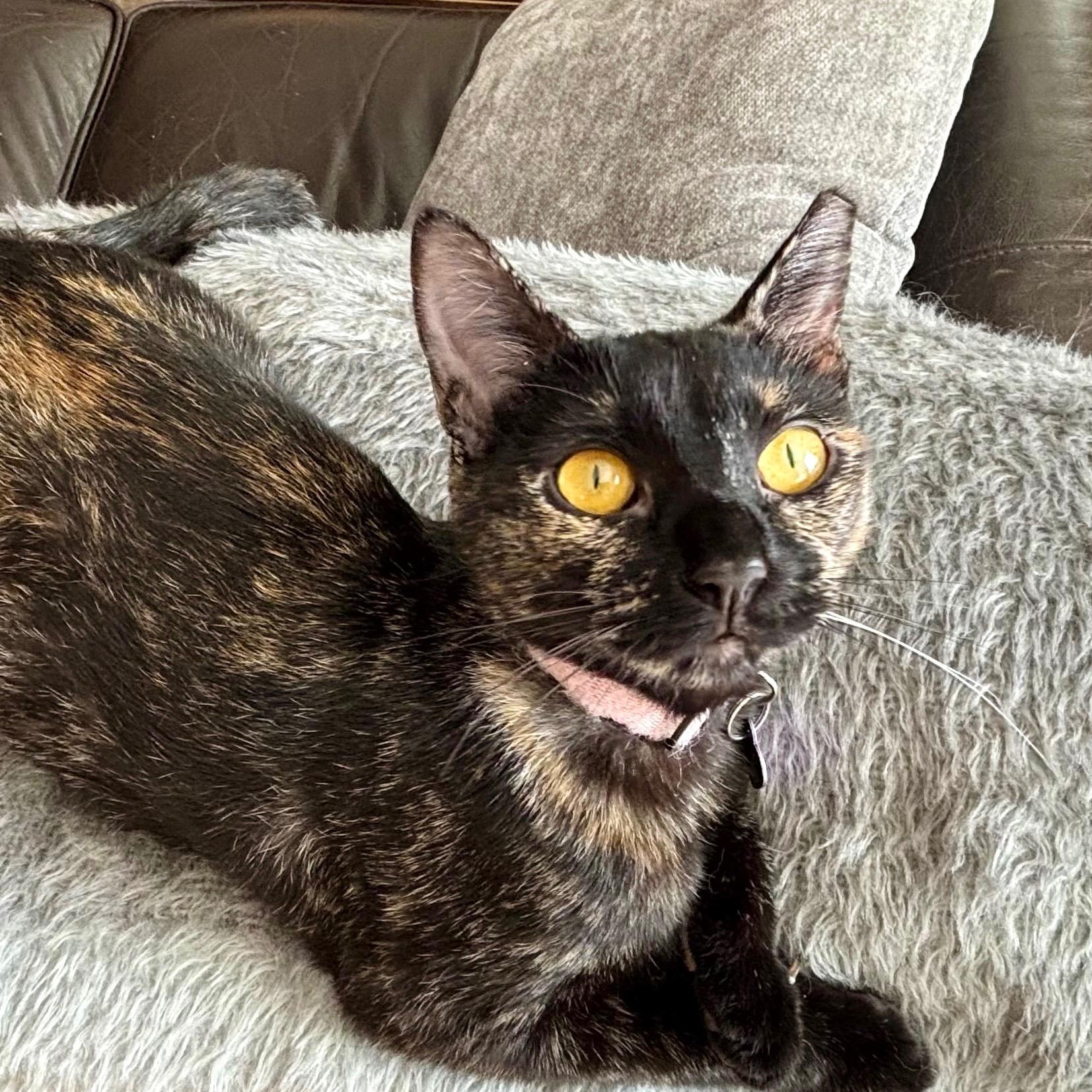 Freckles, Adoptable, Young Female Tortoiseshell.