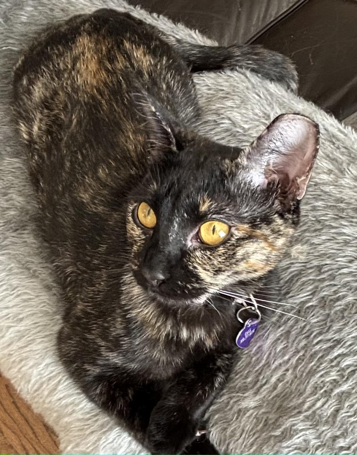 Freckles, a Adoptable Tortoiseshell in Allen, TX image 2/6
