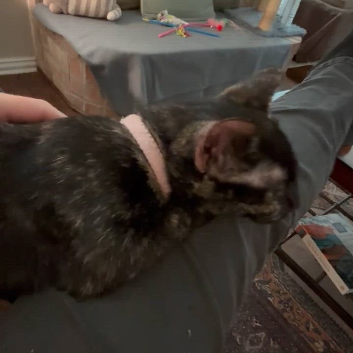 Enlarge Freckles, a Adoptable Tortoiseshell in Allen, TX video 3/6