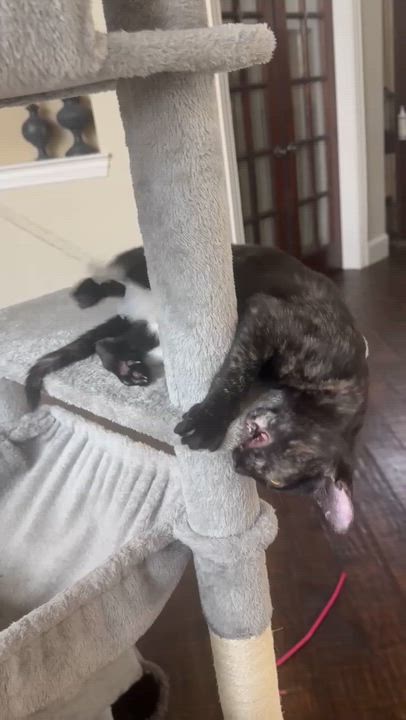 Enlarge Freckles, a Adoptable Tortoiseshell in Allen, TX video 6/6