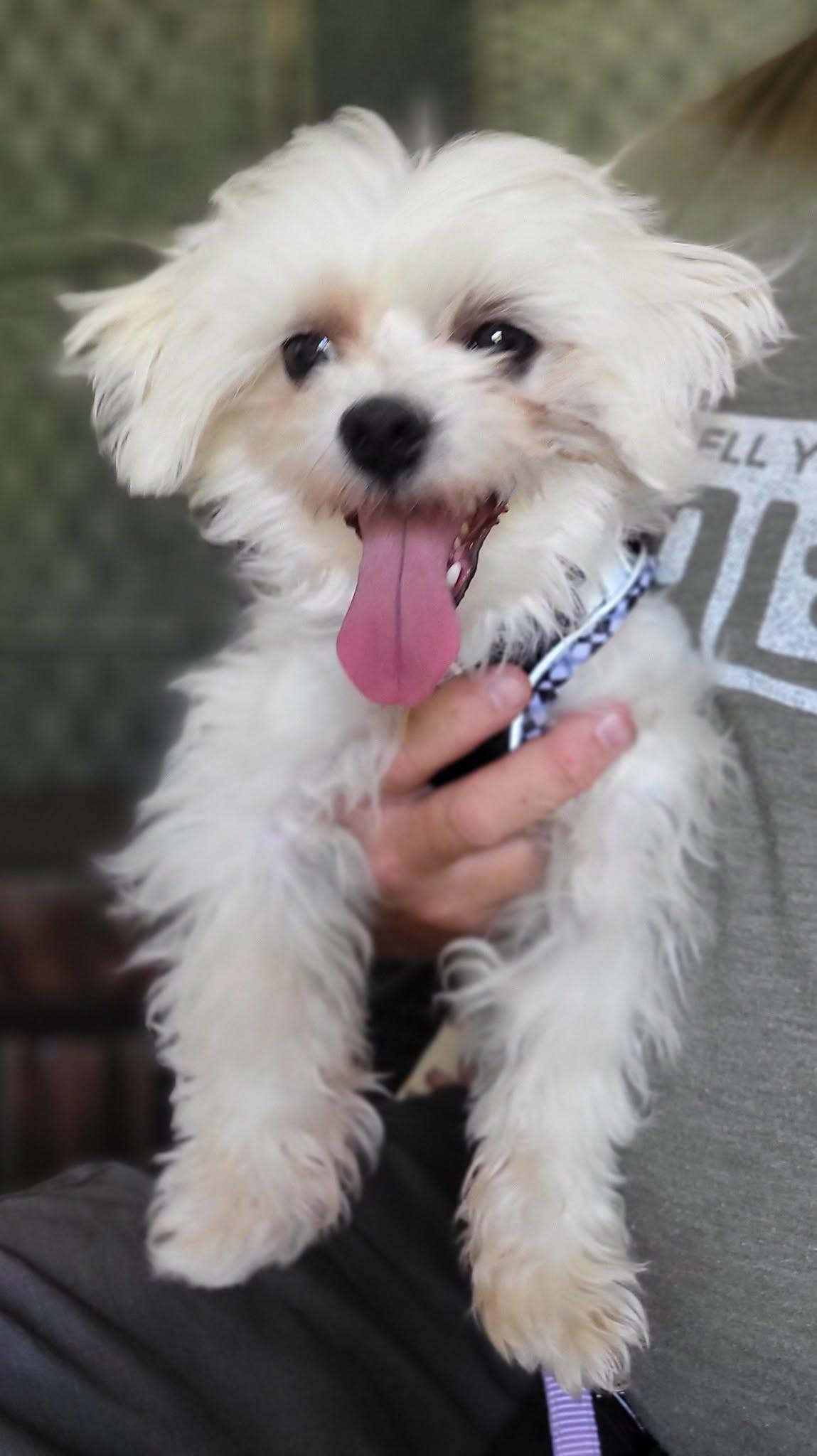Pebbles, an adopted mixed breed in Salisbury, NC image 2/2