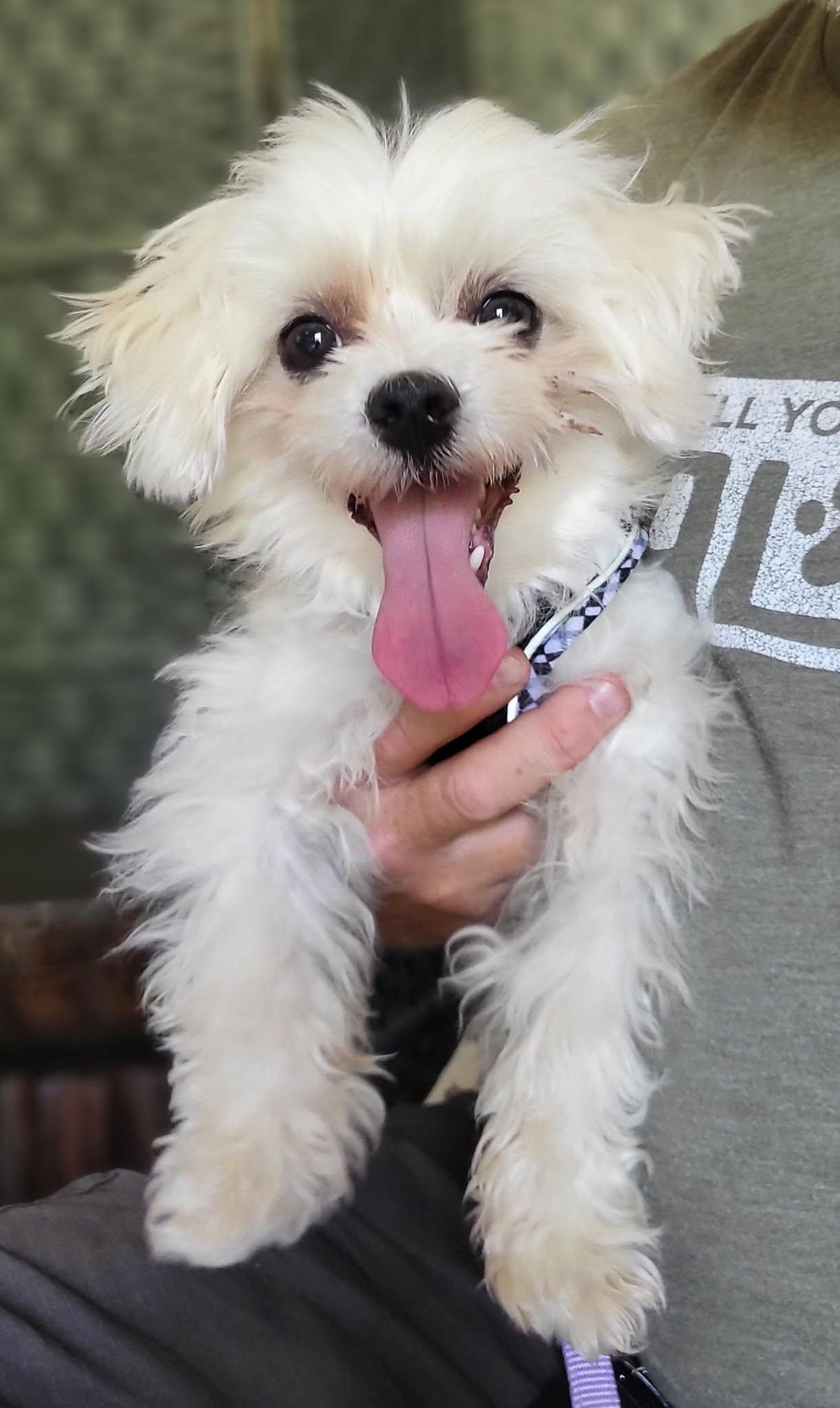 Pebbles, adopted, Senior Male Maltese.