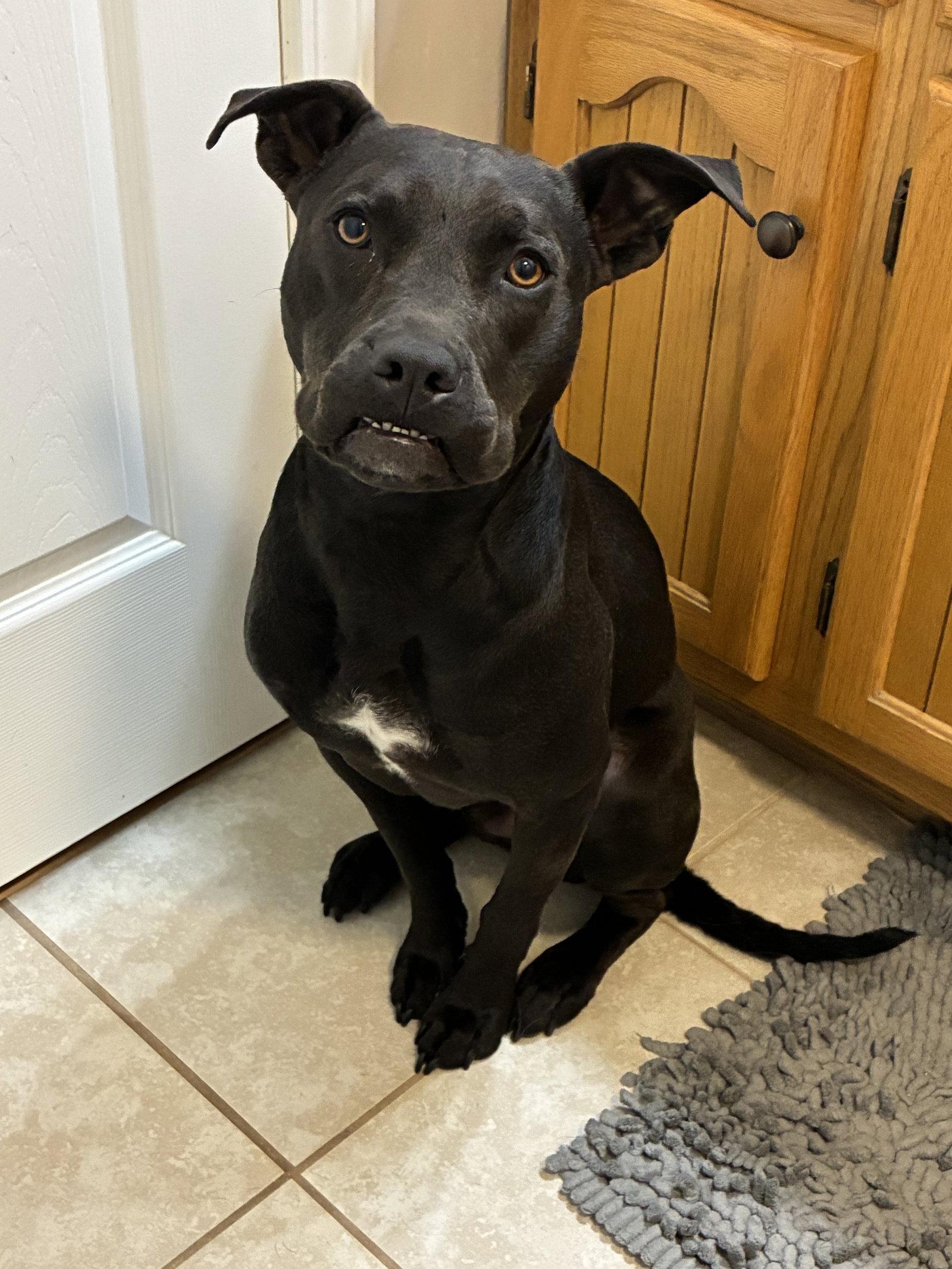 Phil, Adoptable, Adult Male Terrier.