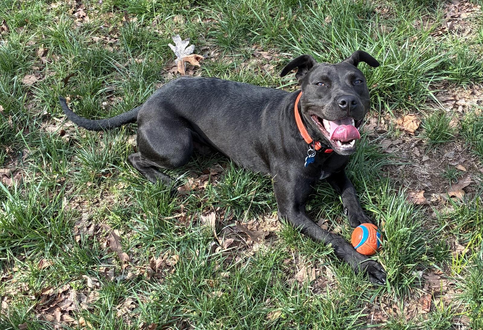 Phil, Adoptable, Adult Male Terrier.