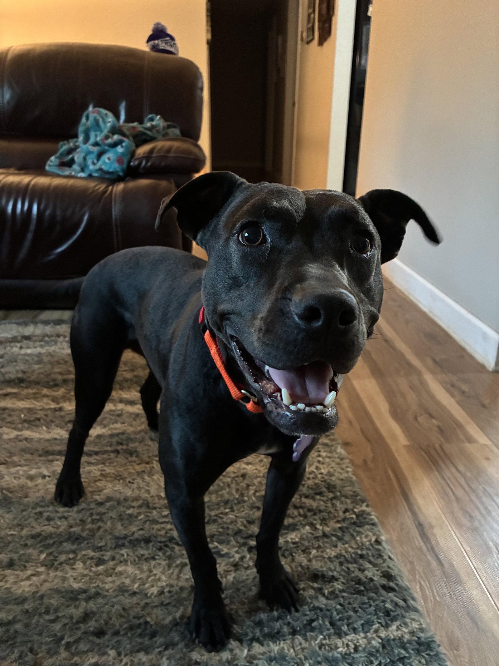 Enlarge Phil, a Adoptable Terrier in St. Louis, MO image 2/3