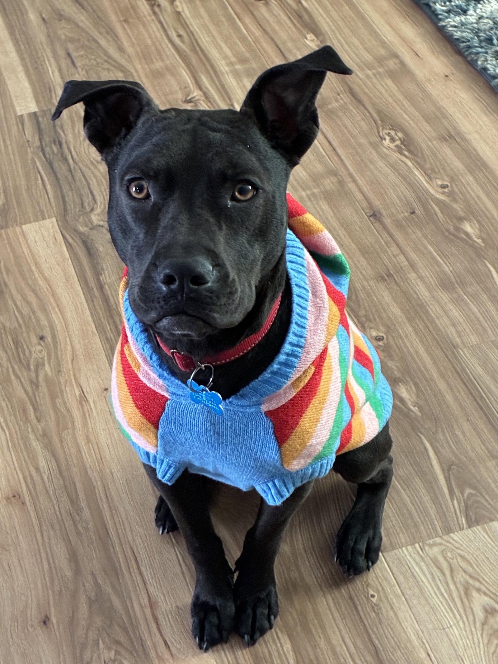 Phil, a Adoptable Terrier in St. Louis, MO image 2/3