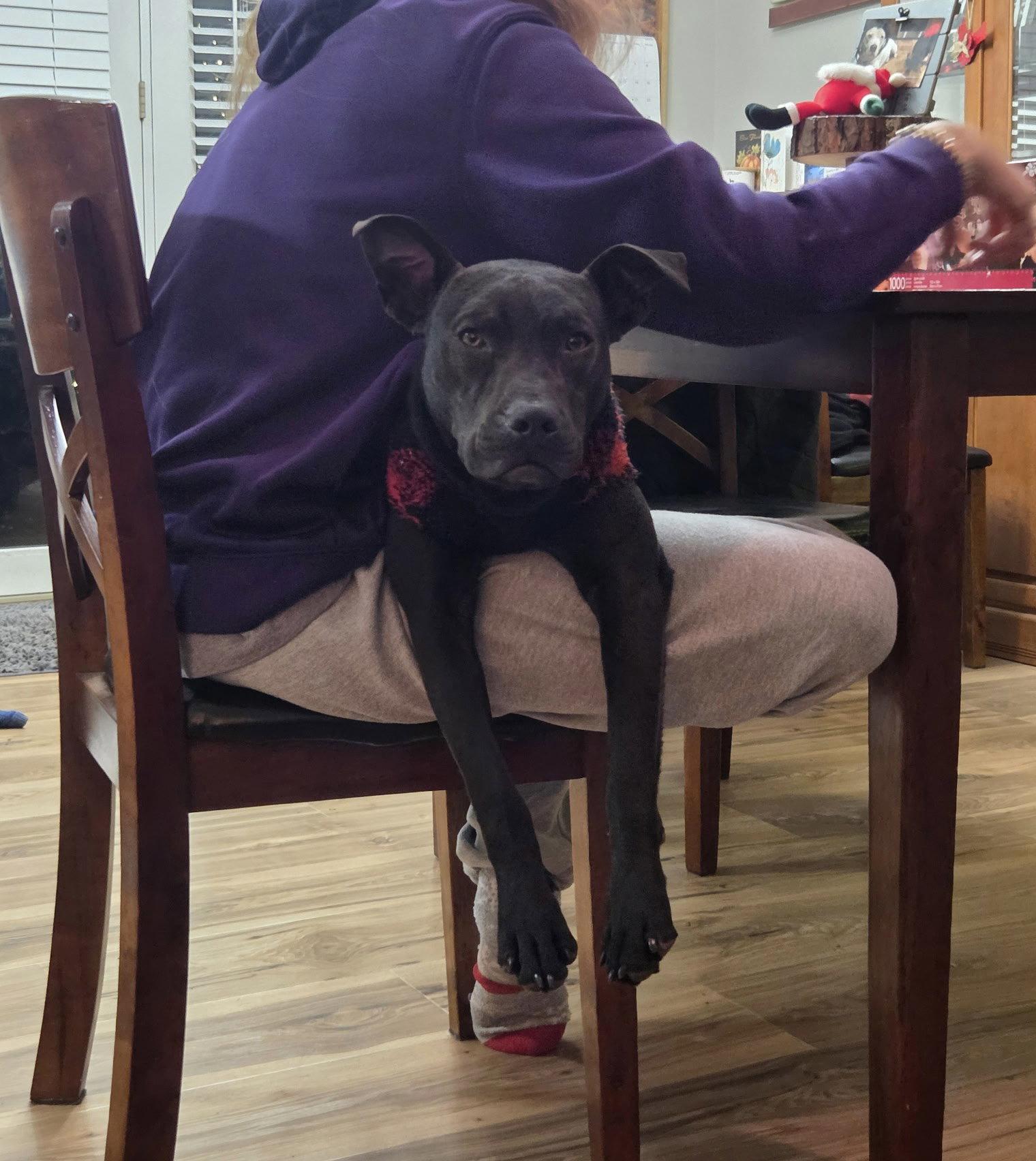Phil, a Adoptable Terrier in St. Louis, MO image 3/3