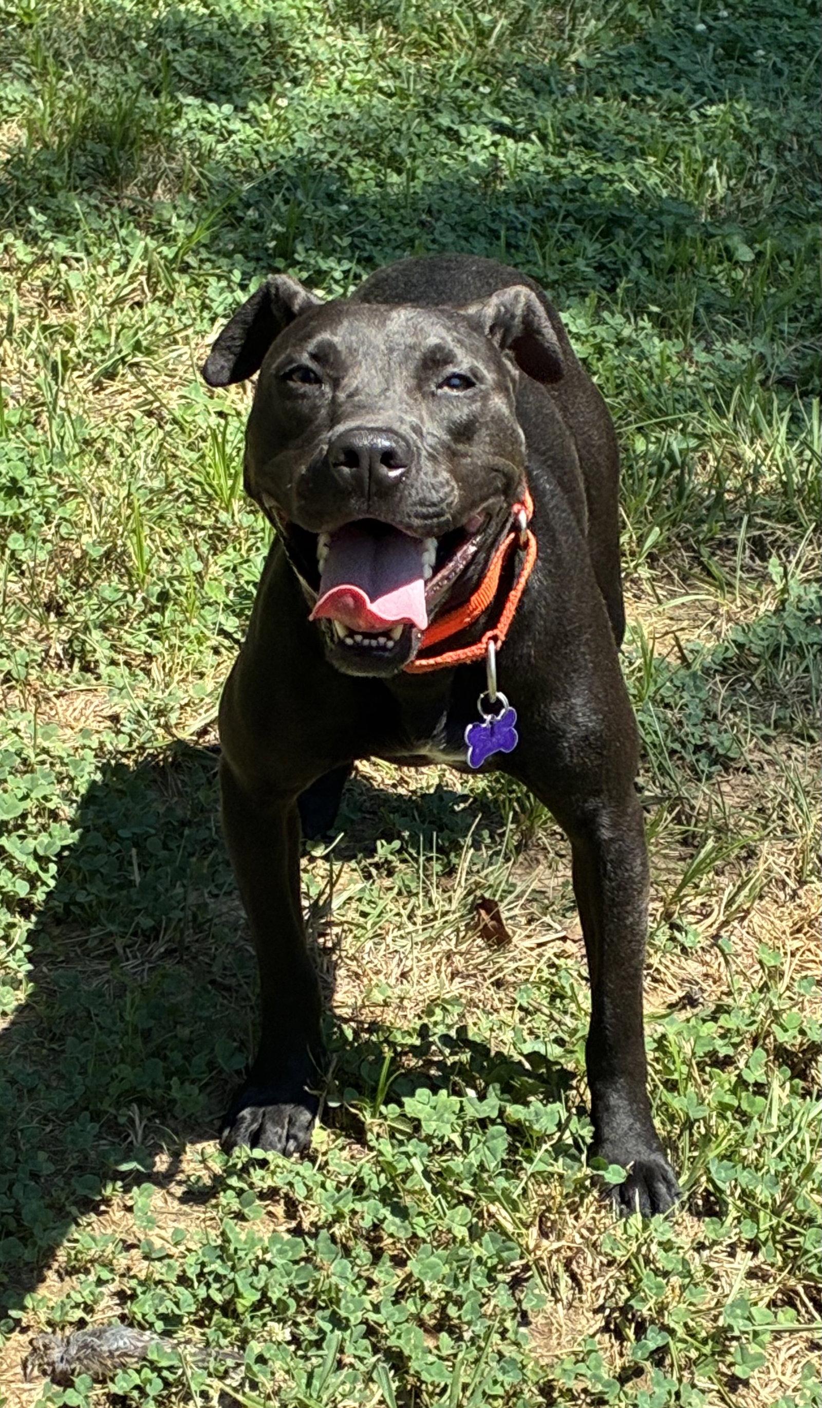 Enlarge Phil, a Adoptable Terrier in St. Louis, MO image 3/3