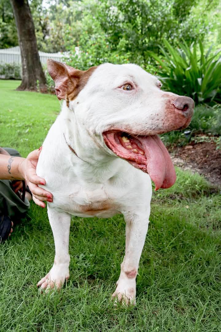 Drax, a Adoptable mixed breed in Vancouver, BC image 4/6