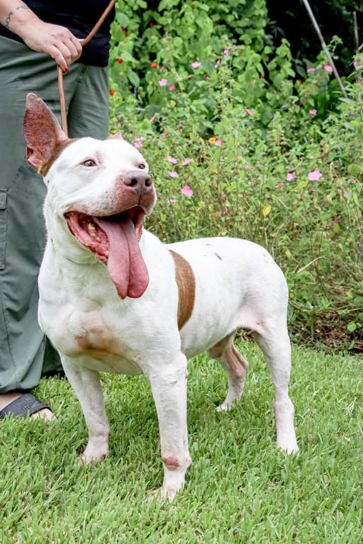 Drax, a Adoptable mixed breed in Vancouver, BC image 2/6