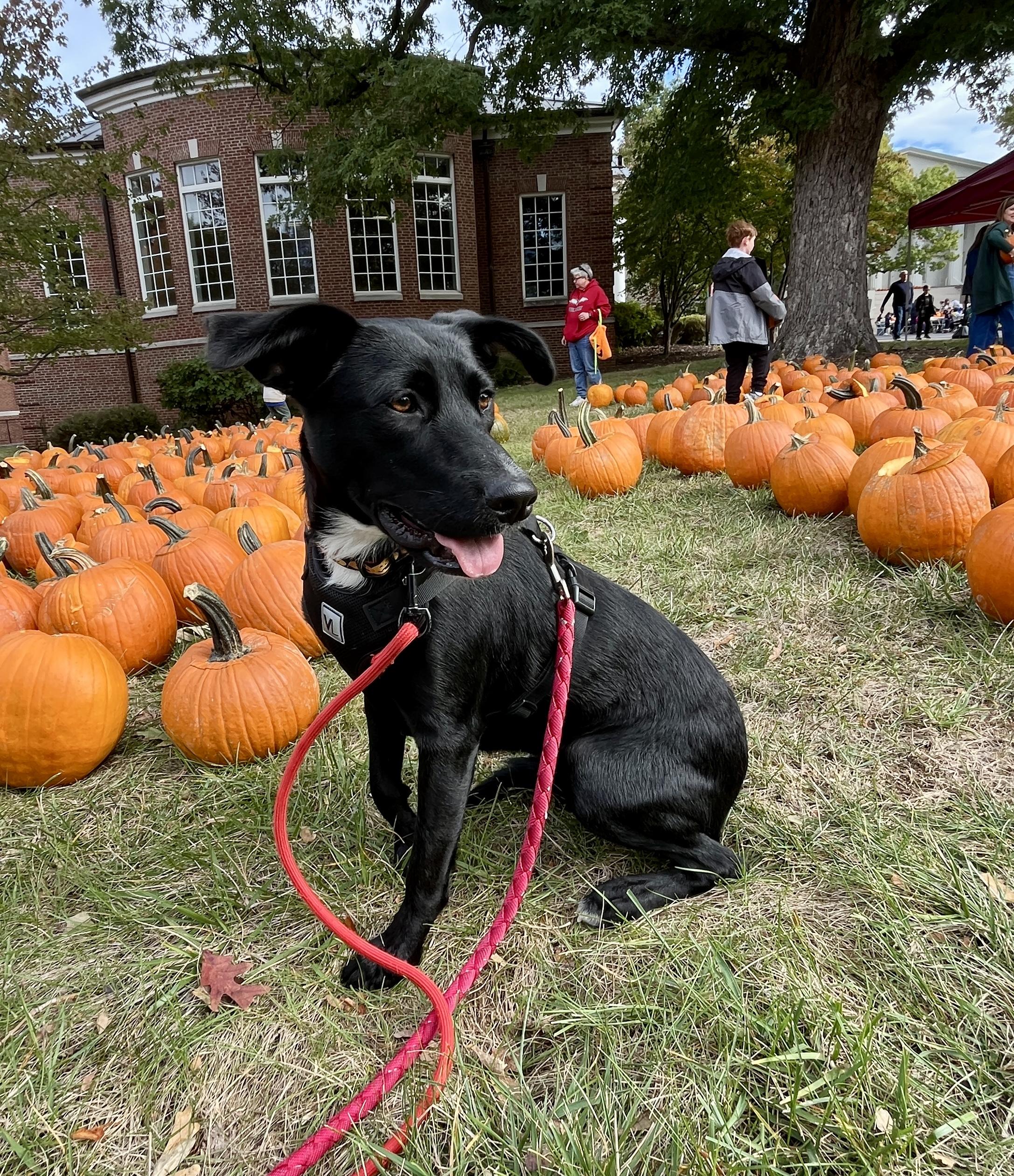 Maggie, Adoptable, Young Female Border Collie & Labrador Retriever.