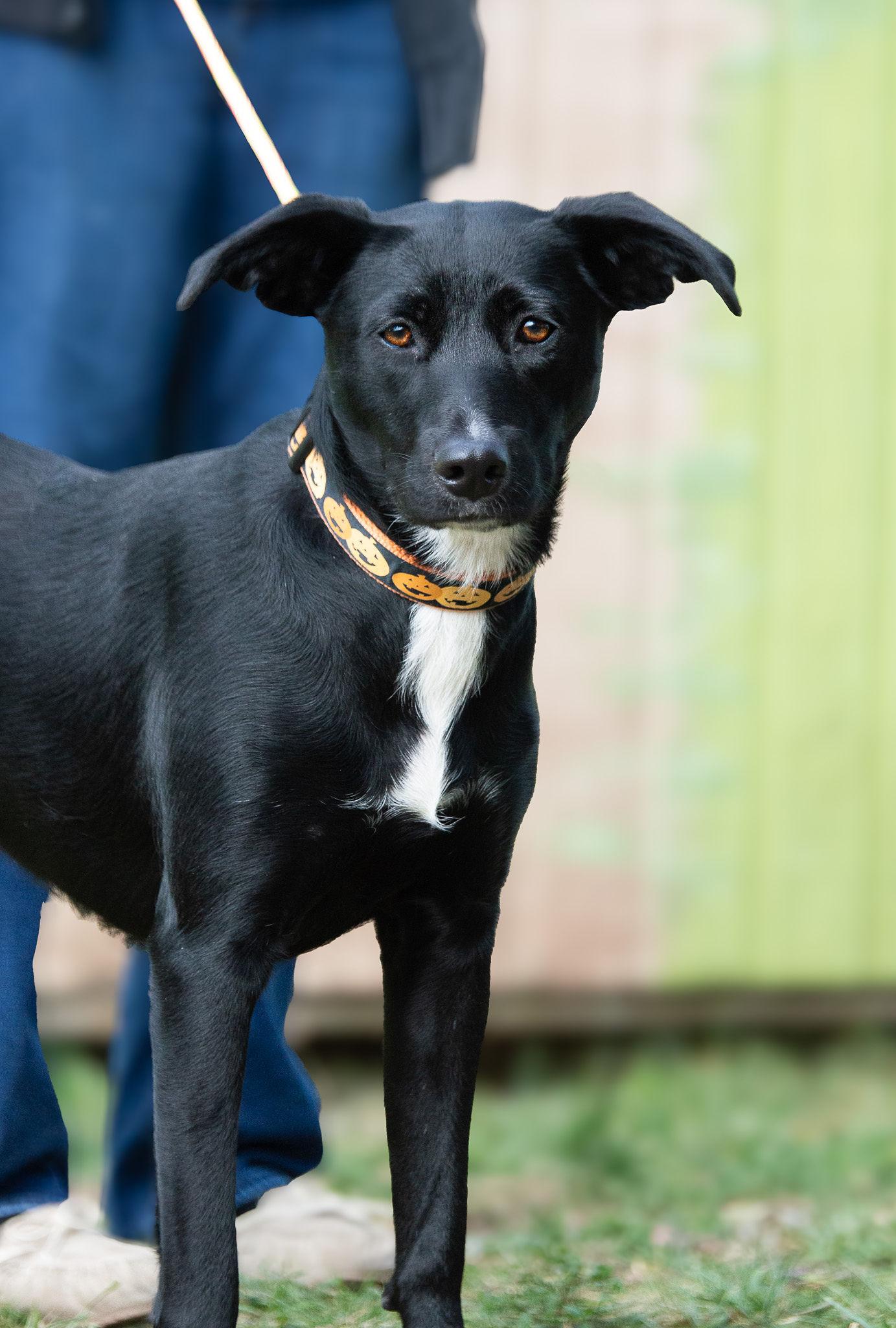 Maggie, a Adoptable mixed breed in Lexington, KY image 2/3