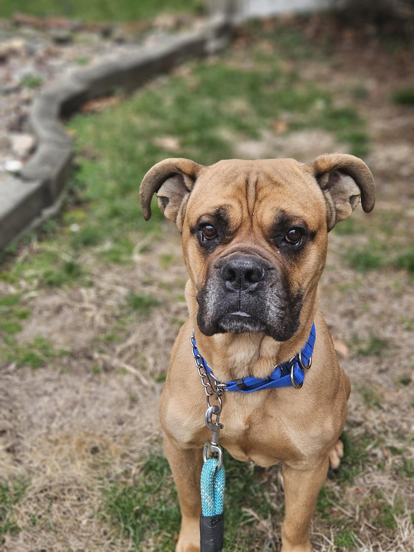 Rocco, Adoptable, Adult Male Boxer & Mastiff.