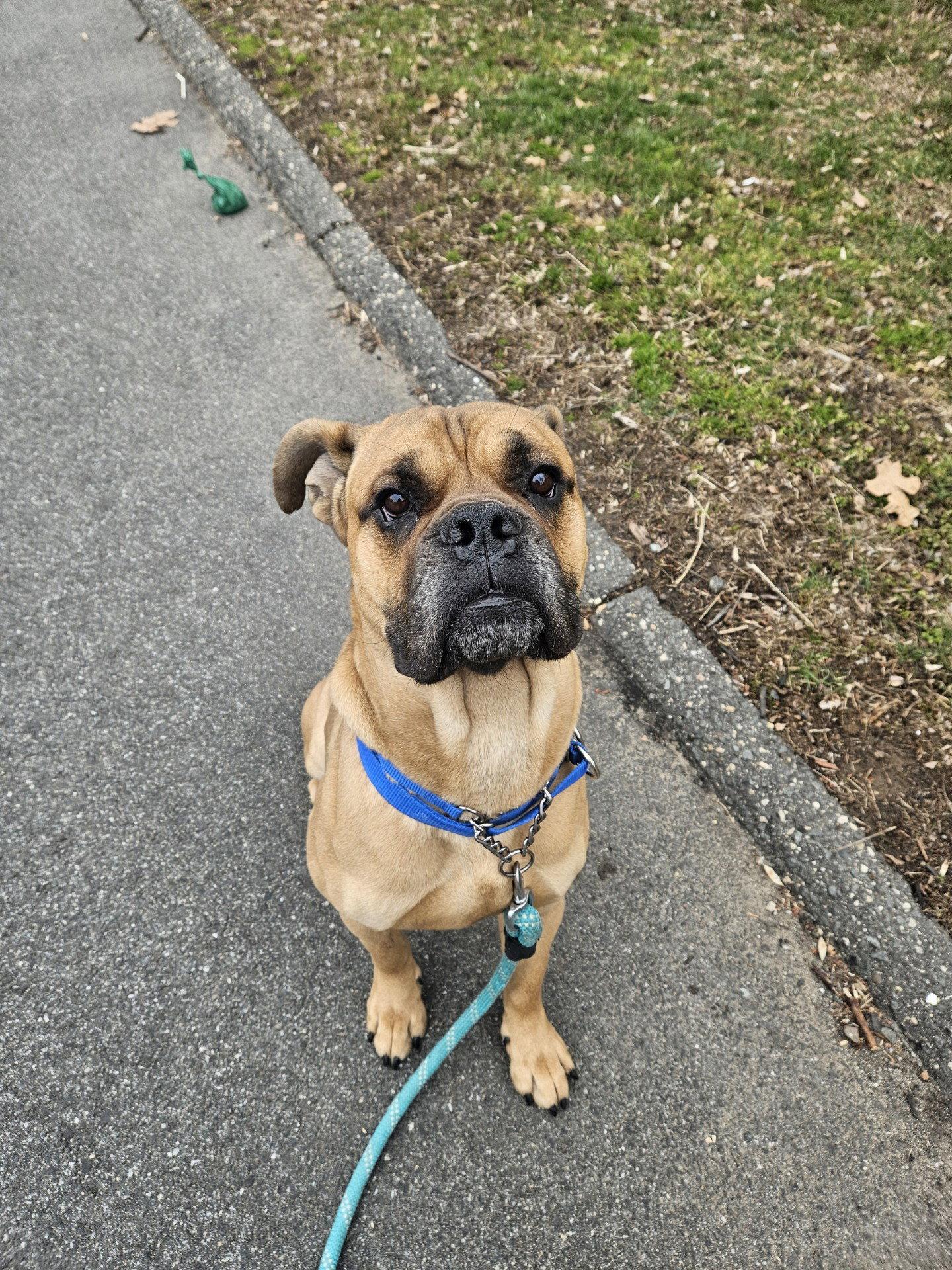 Enlarge Rocco, a Adoptable mixed breed in Monticello, NY image 2/3