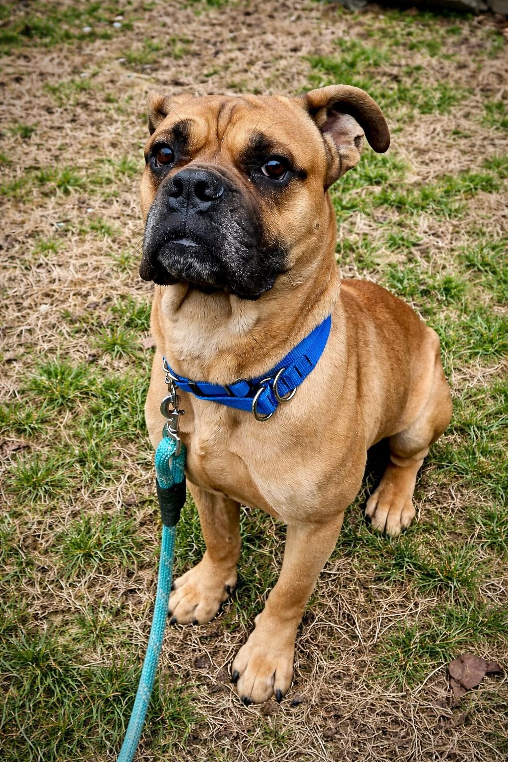 Enlarge Rocco, a Adoptable mixed breed in Monticello, NY image 3/3