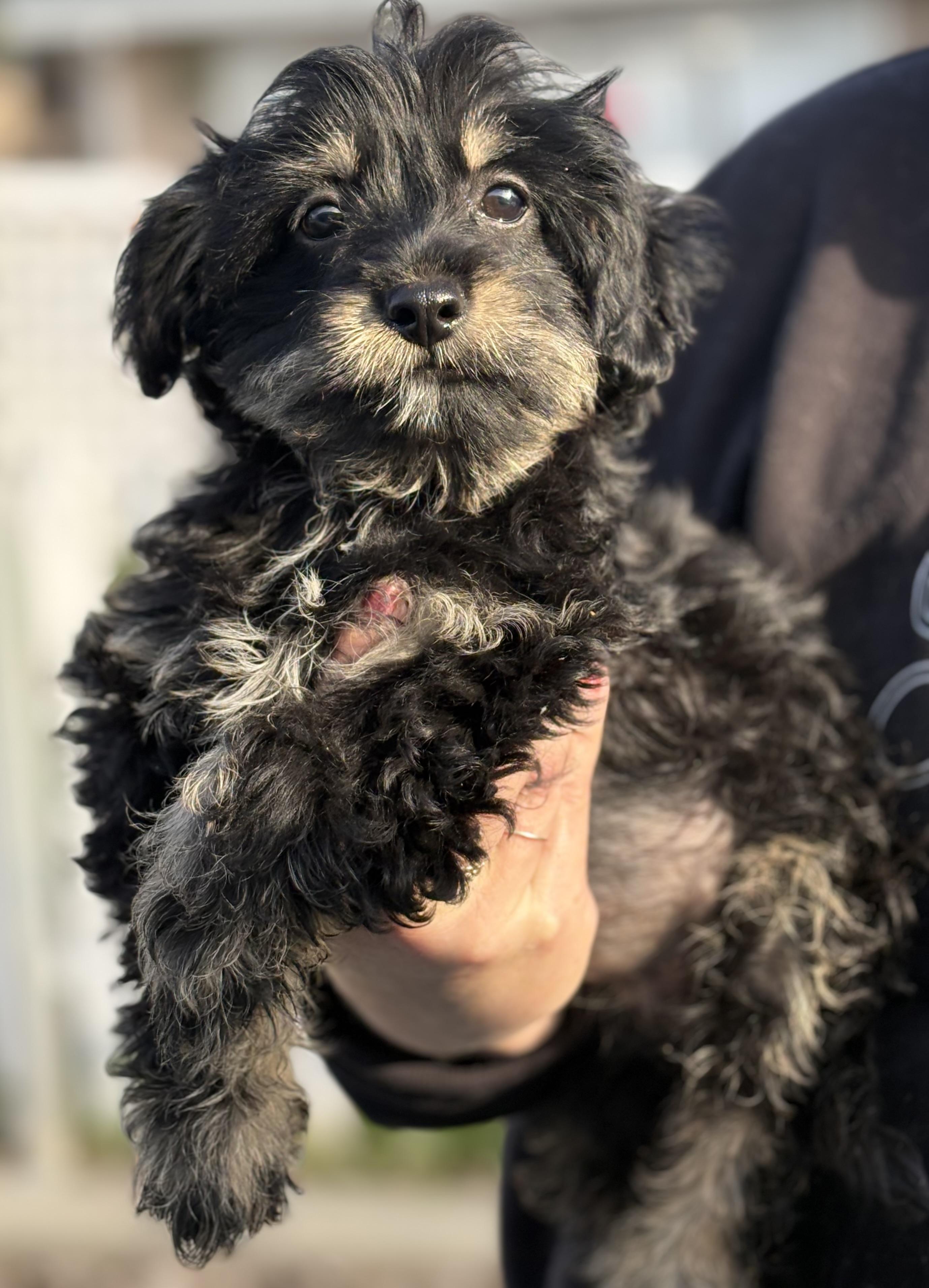 Enlarge Jessi, a ADOPTABLE mixed breed in Yuba City, CA image 4/4