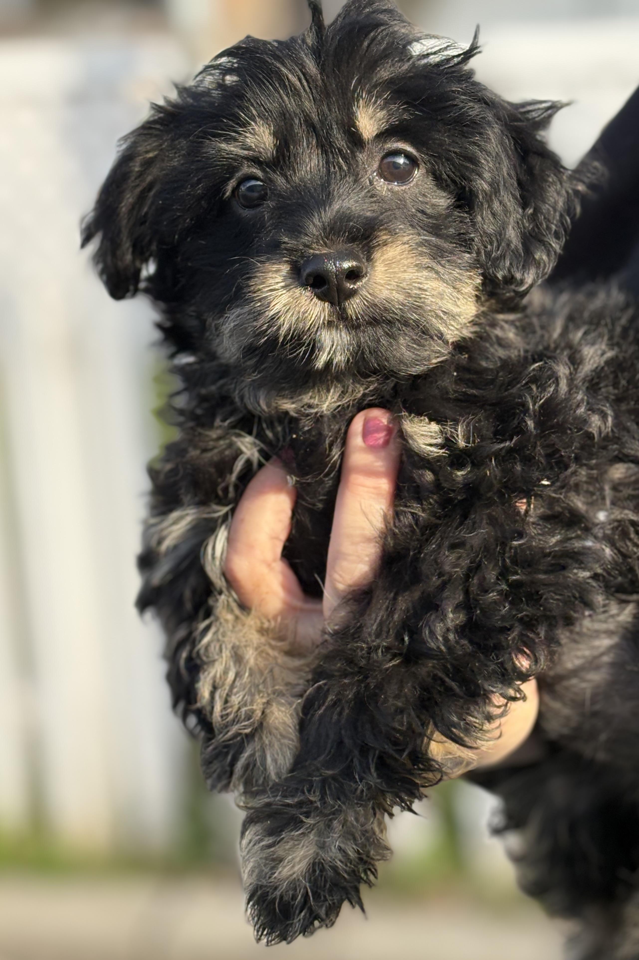 Enlarge Jessi, a ADOPTABLE mixed breed in Yuba City, CA image 3/4