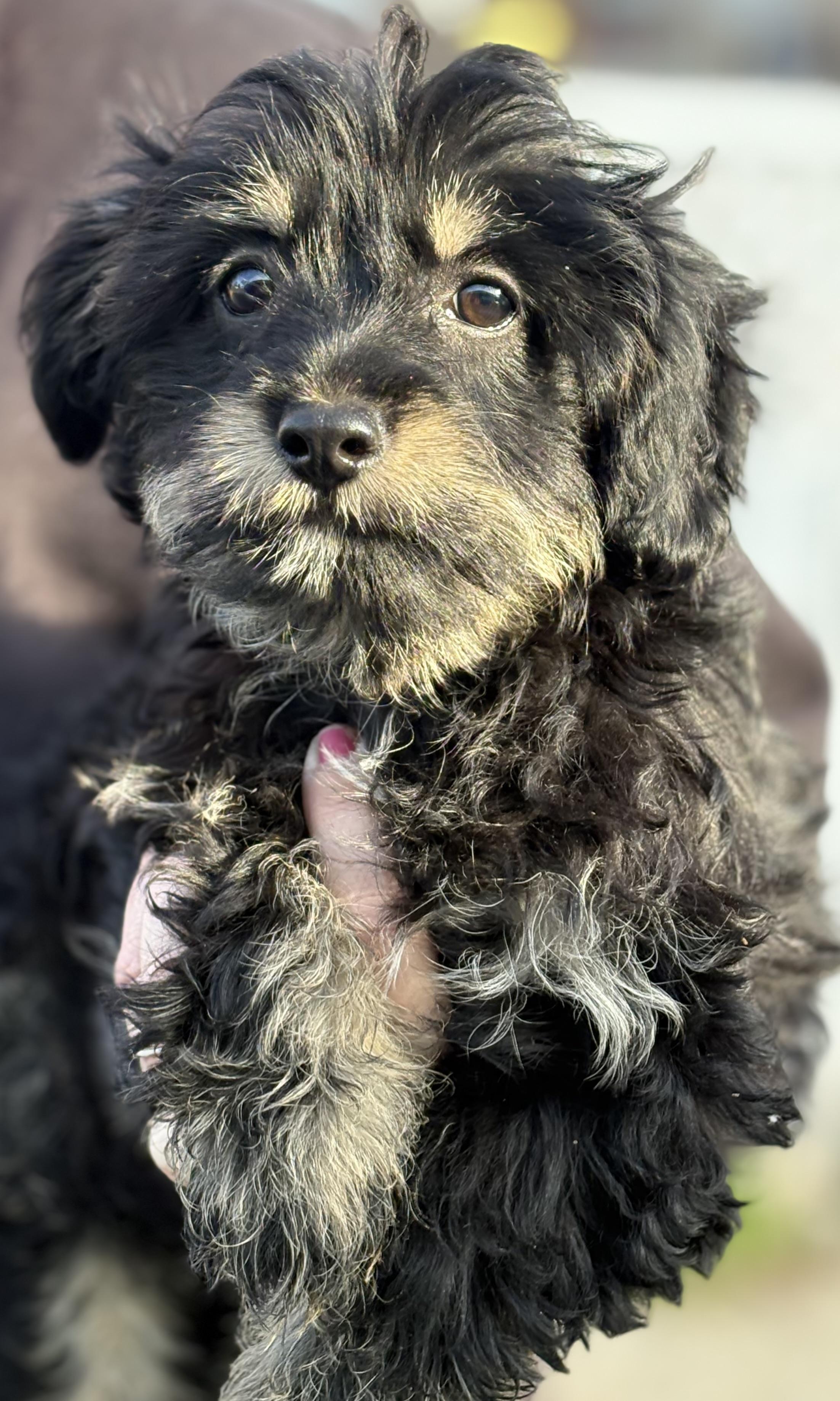 Enlarge Jessi, a ADOPTABLE mixed breed in Yuba City, CA image 2/4