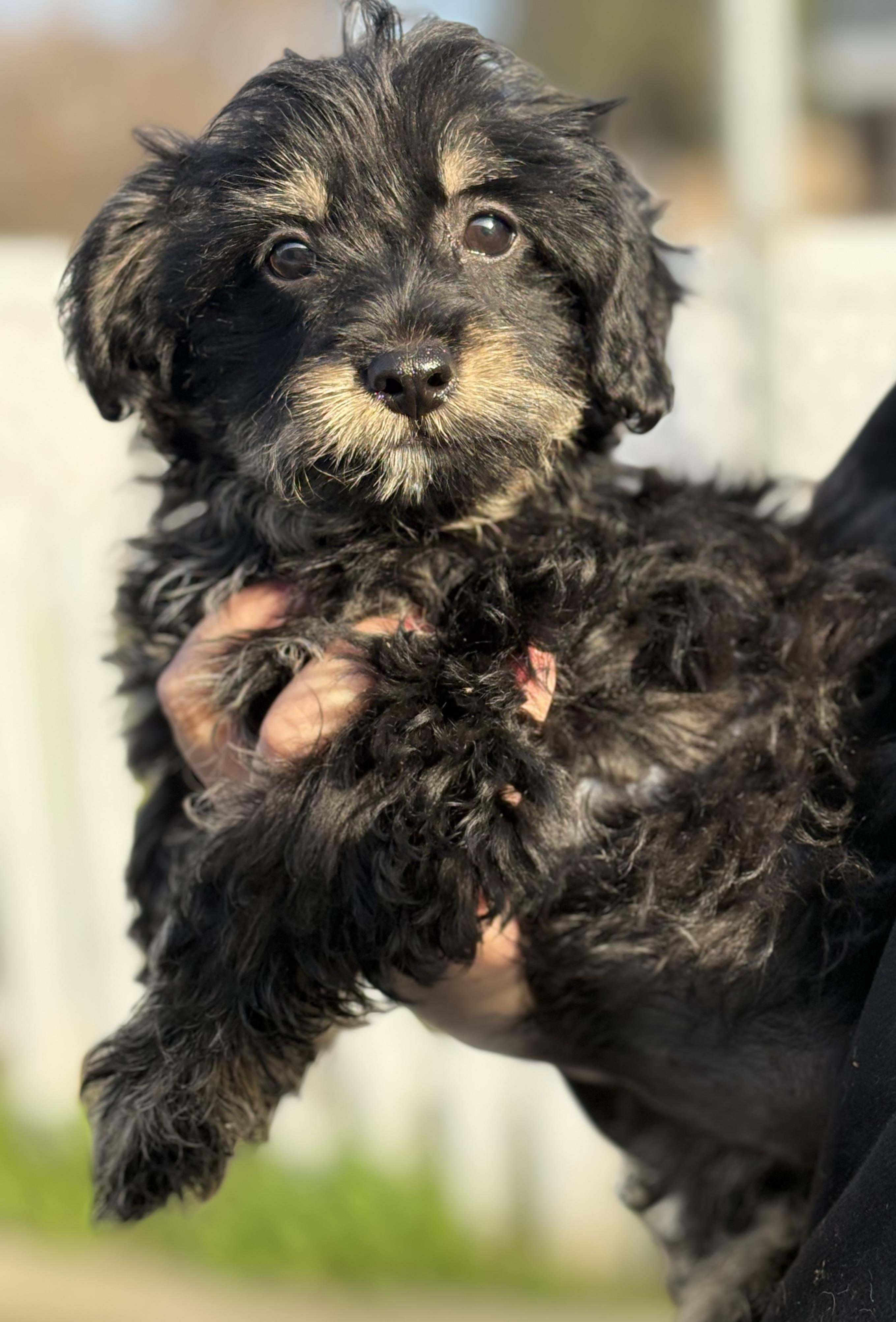 Enlarge Jessi, a ADOPTABLE mixed breed in Yuba City, CA image 1/4