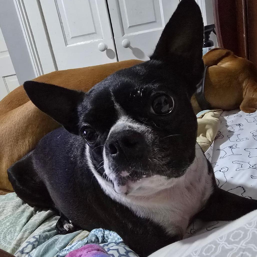 Amelia, Adoptable, Adult Female Boston Terrier.