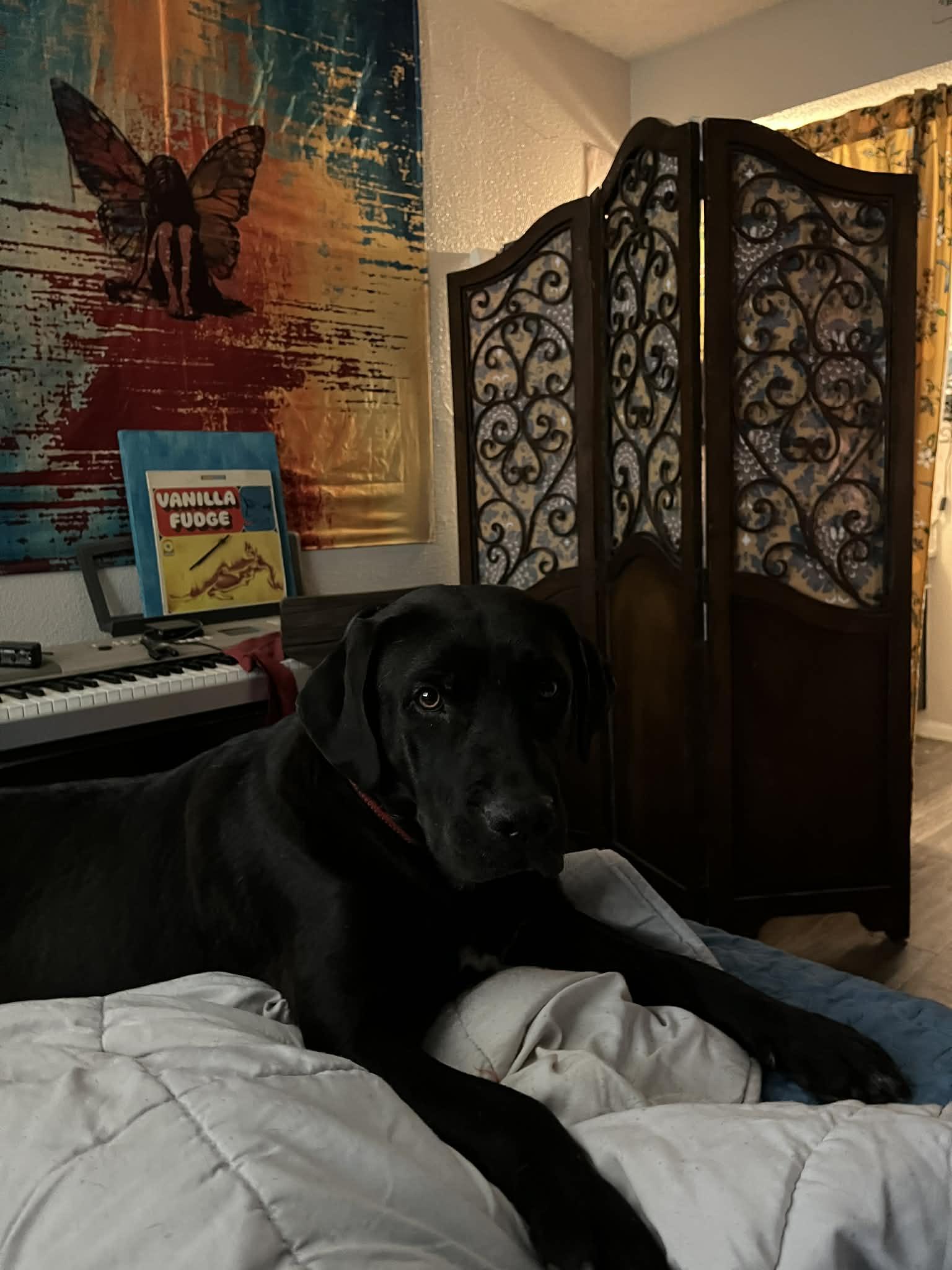 Enlarge Kodiak, a Adoptable mixed breed in Austin, TX image 3/4