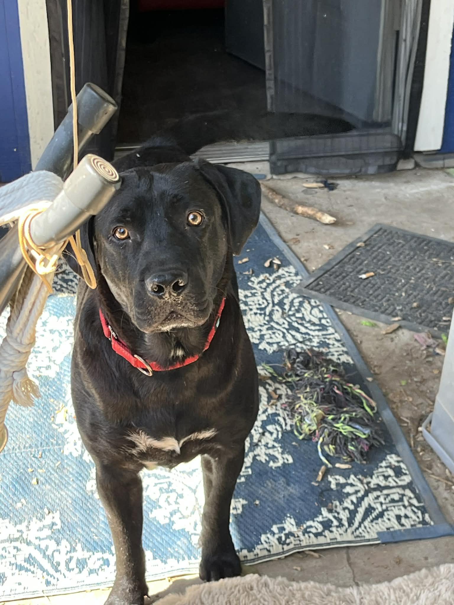 Kodiak, Adoptable, Young Male Labrador Retriever.