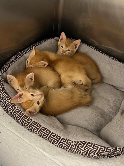 Enlarge The Orange Crew, a ADOPTABLE American Shorthair in Rocky Mount, NC image 1/1