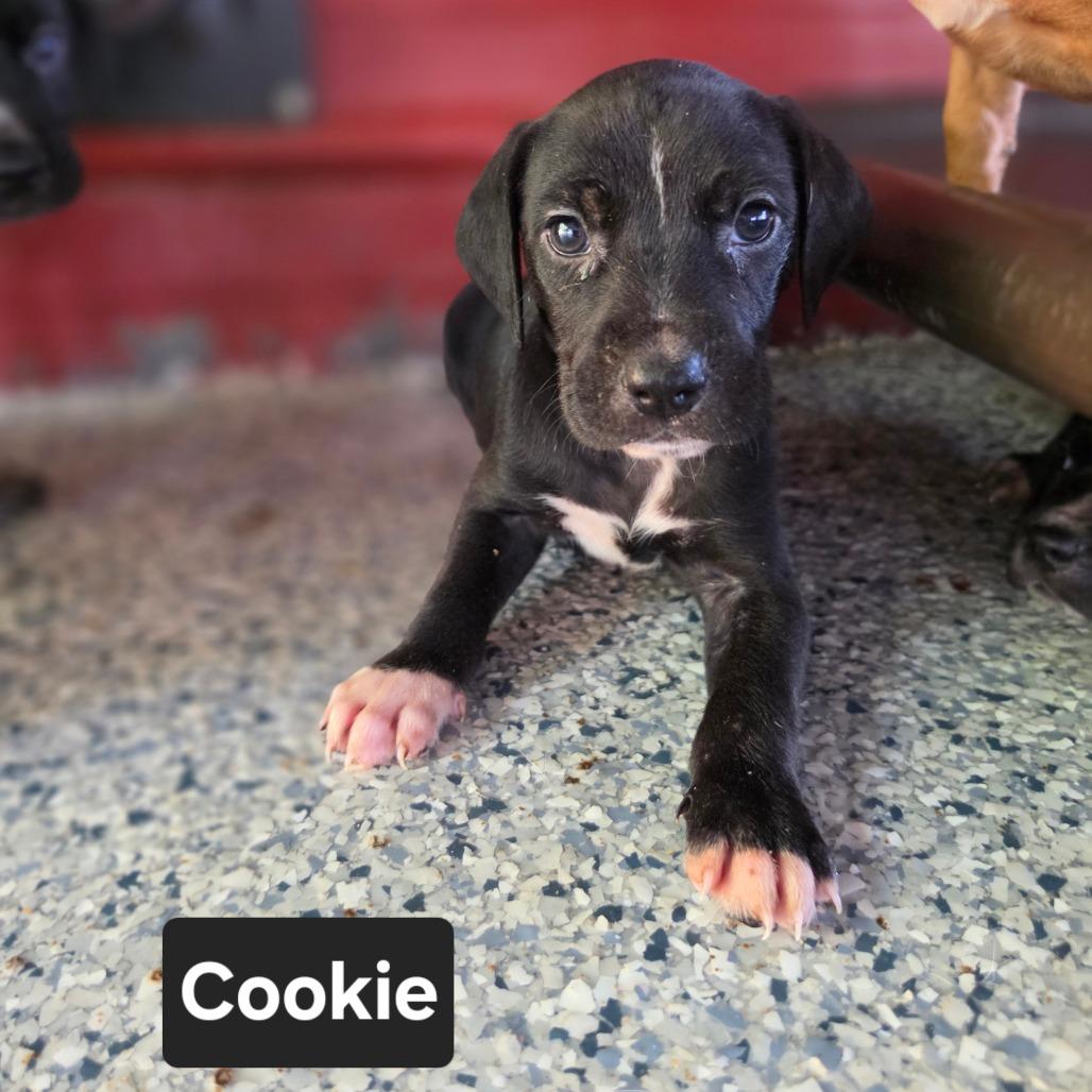 Enlarge Cookie, a Adoptable mixed breed in Chesapeake, VA image 4/5