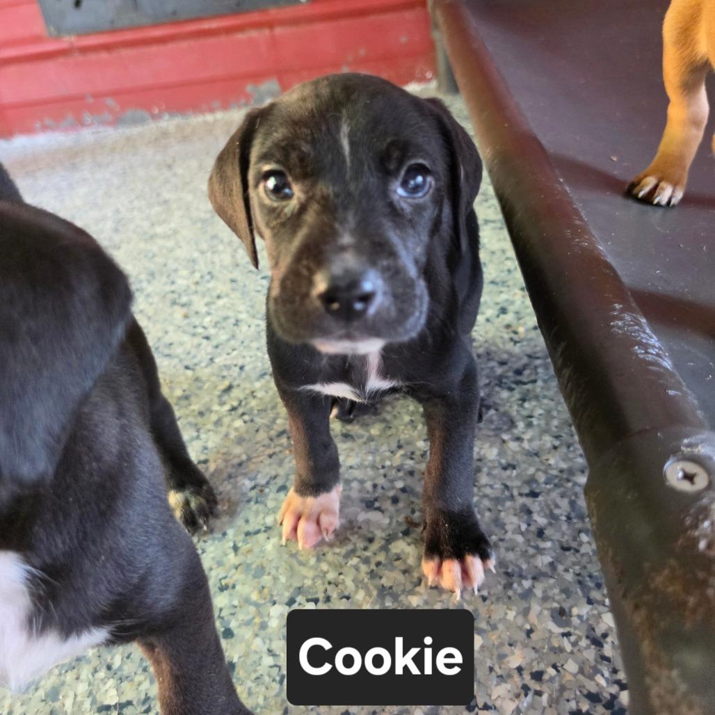 Enlarge Cookie, a Adoptable mixed breed in Chesapeake, VA image 5/5