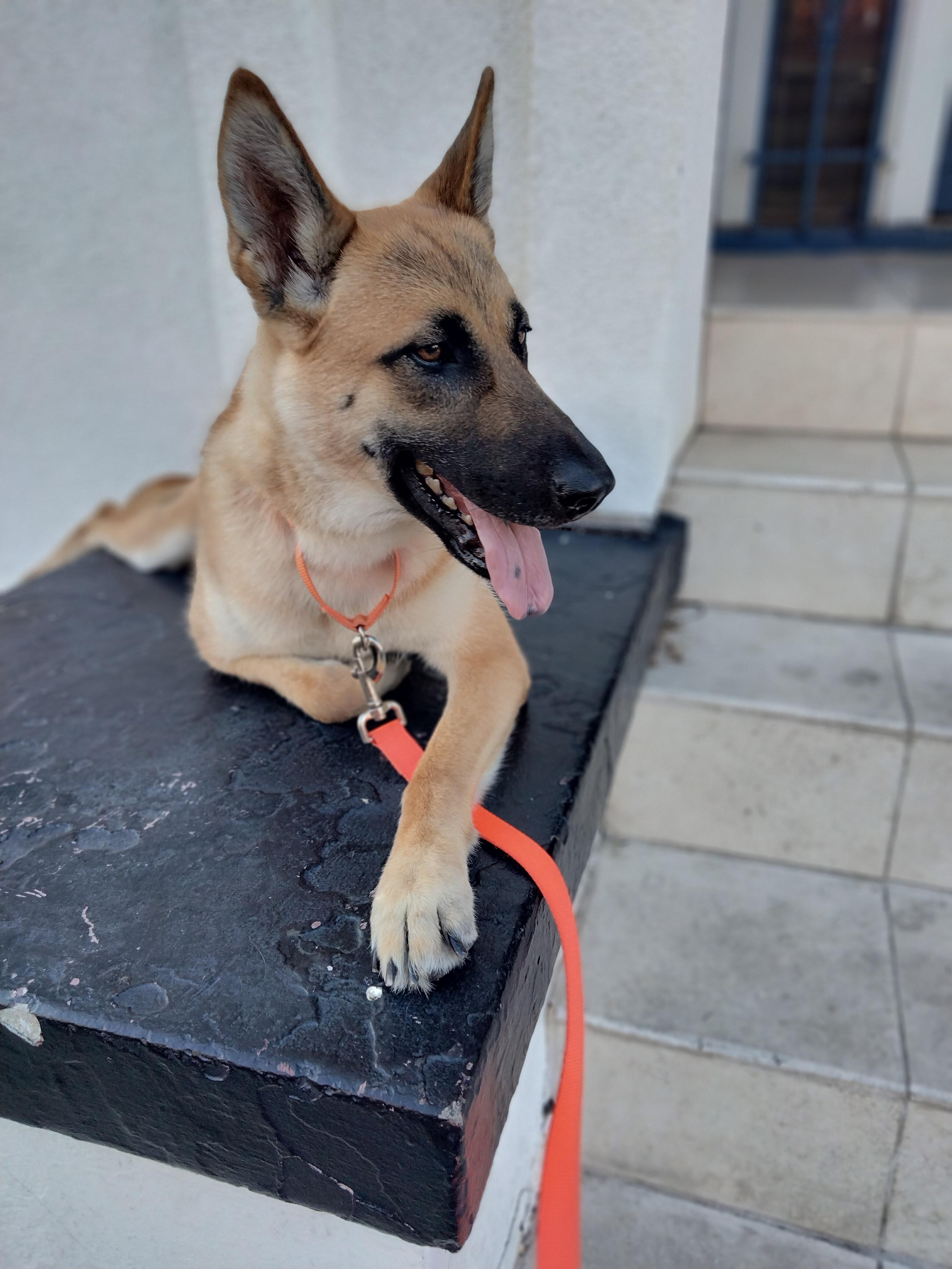 NALA, a ADOPTABLE mixed breed in los angeles, CA image 1/6