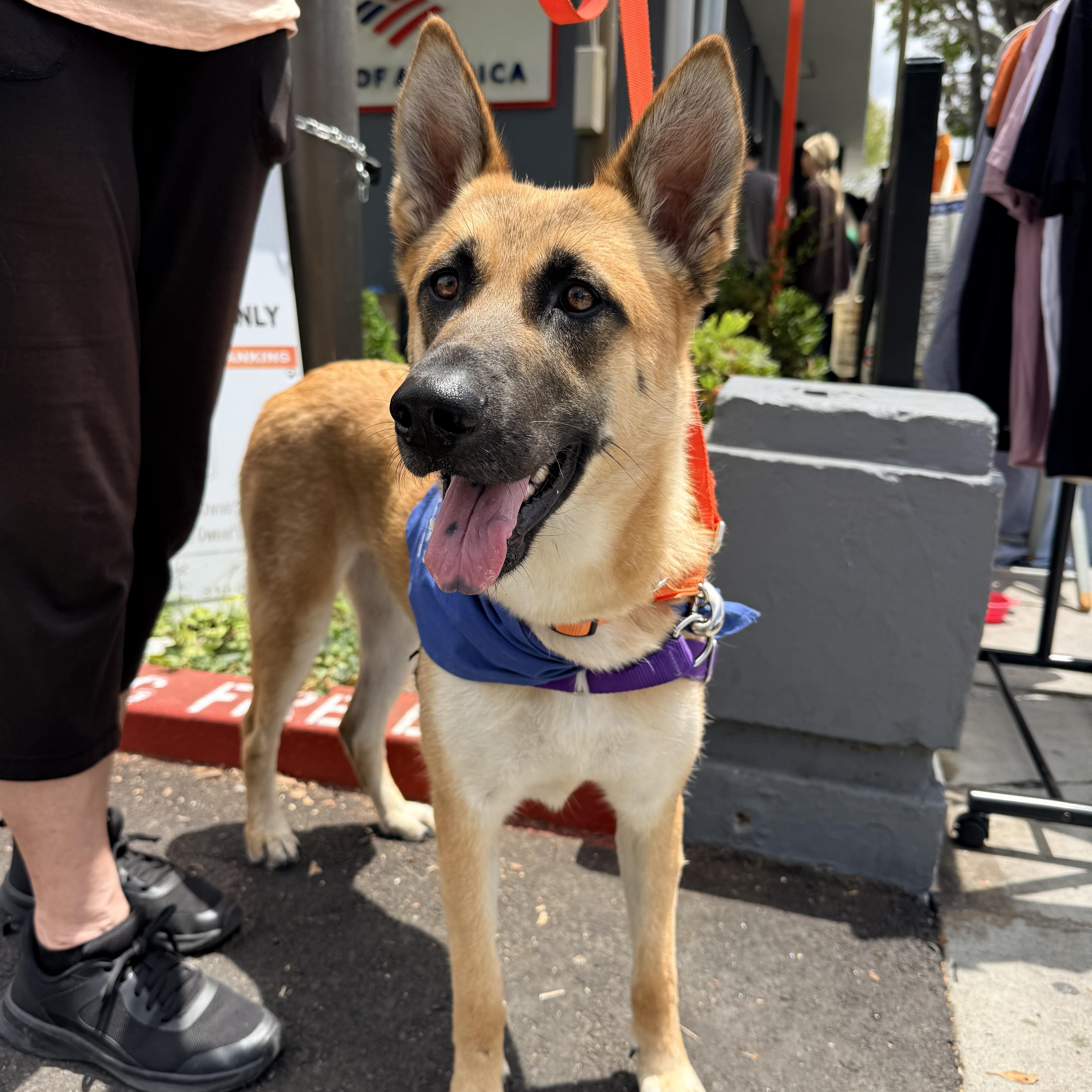 NALA, a ADOPTABLE mixed breed in los angeles, CA image 3/6