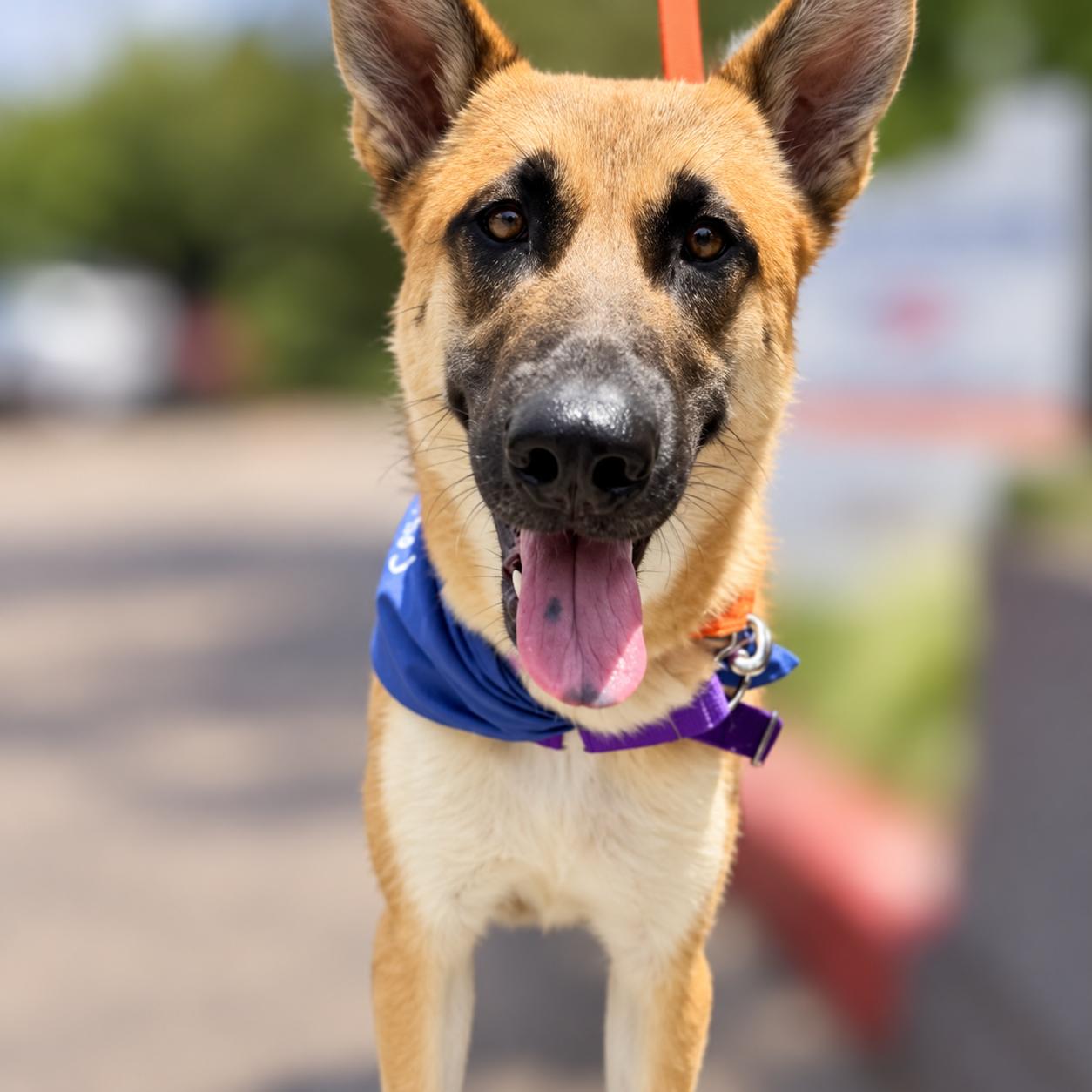NALA, ADOPTABLE, Adult Female Belgian Shepherd / Malinois & German Shepherd Dog.