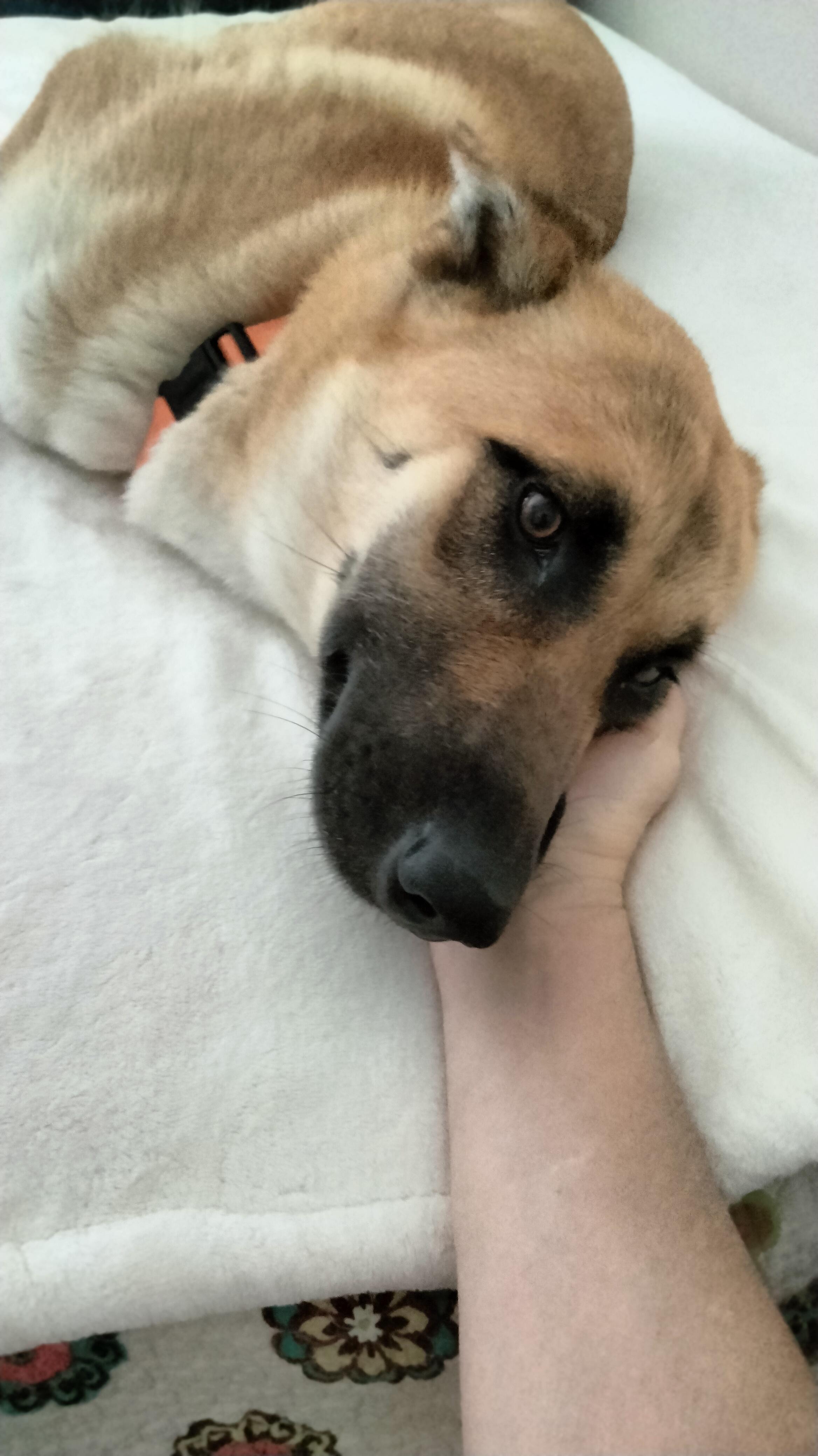 NALA, a ADOPTABLE mixed breed in los angeles, CA image 4/6