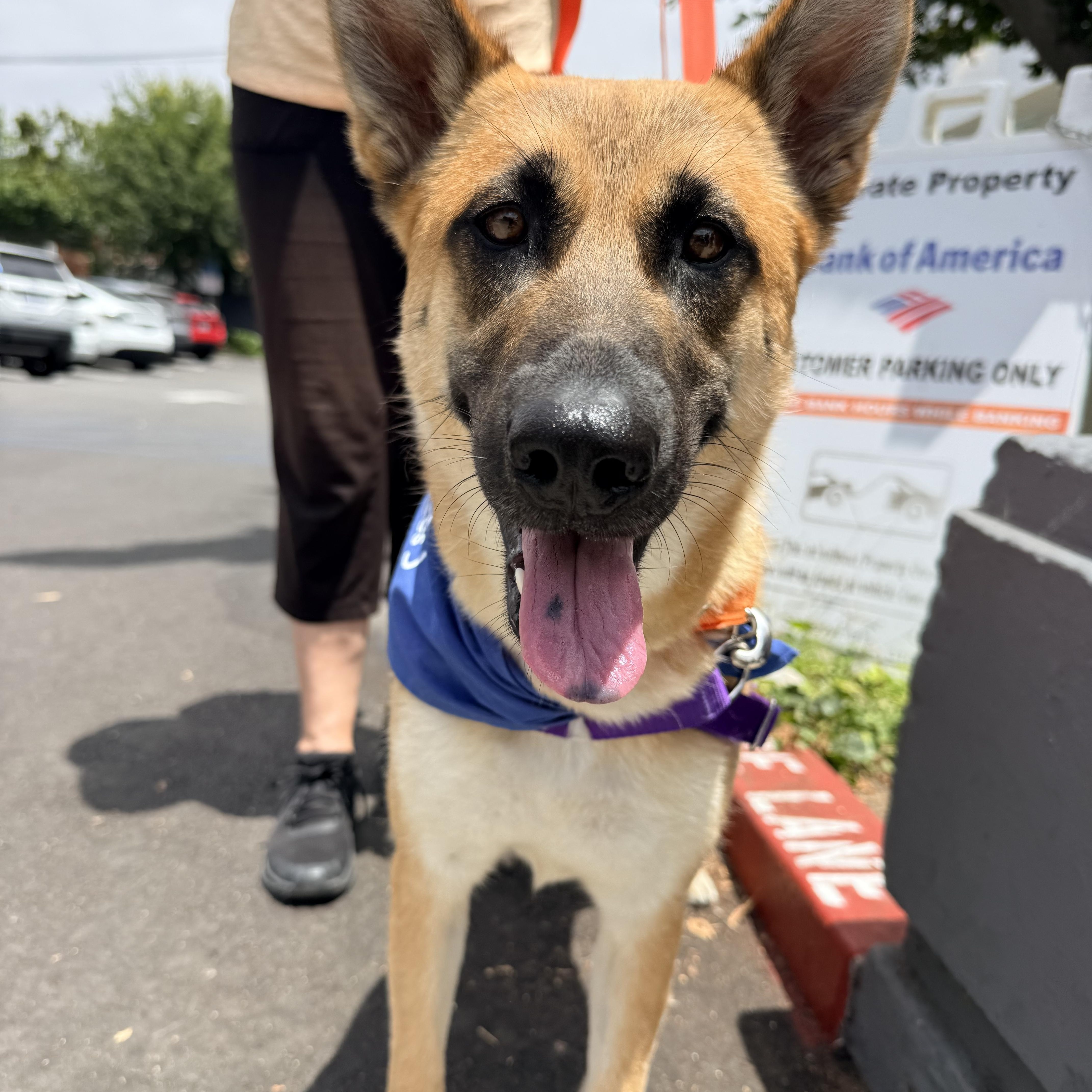 NALA, ADOPTABLE, Adult Female Belgian Shepherd / Malinois & German Shepherd Dog.