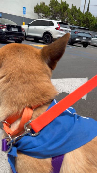 Enlarge NALA, a ADOPTABLE mixed breed in los angeles, CA video 6/6