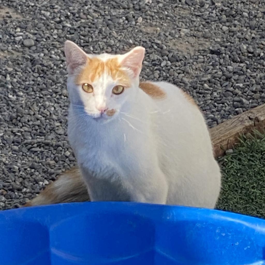 Enlarge Ares, a Adoptable Domestic Short Hair in San Pablo, CA image 1/1
