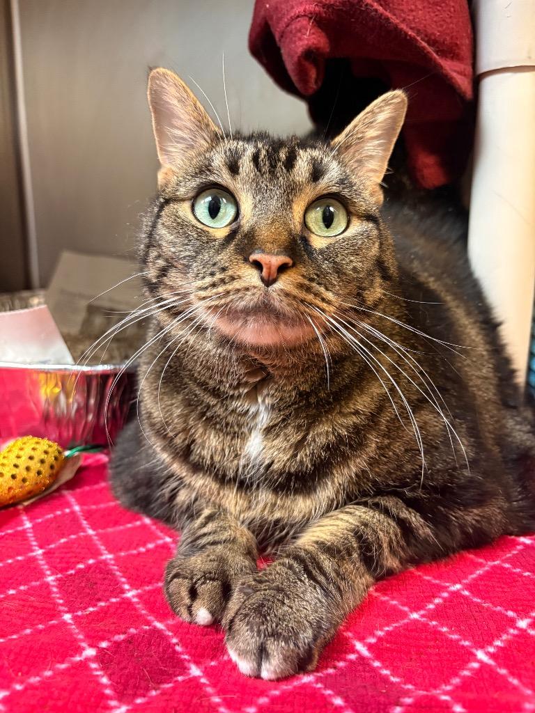 Baby, Adoptable, Adult Female Domestic Medium Hair.