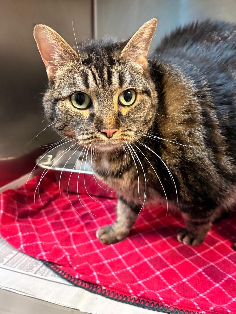 Enlarge Baby, a Adoptable mixed breed in Detroit, MI image 2/4