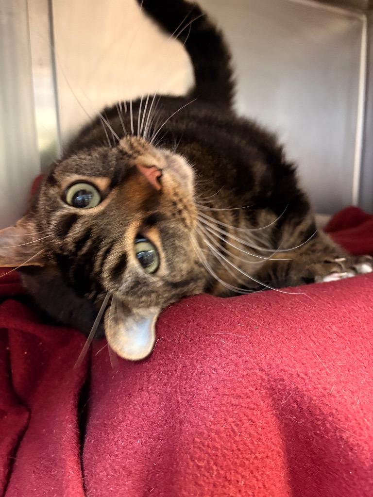 Enlarge Baby, a Adoptable mixed breed in Detroit, MI image 3/4